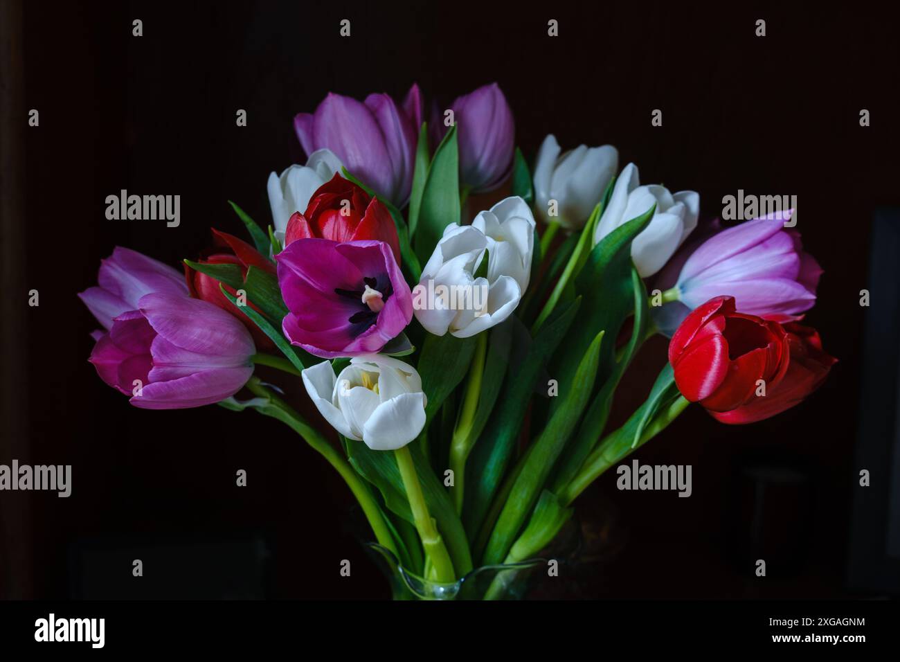 Bouquet di tulipani viola, bianchi e rossi su sfondo scuro. Foto Stock