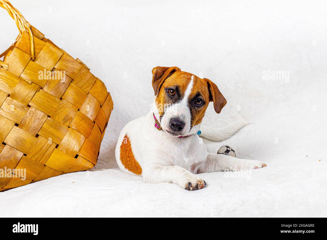 Lo splendido cucciolo Jack Russell Terrier si trova accanto a una borsa di vimini fatta a mano. Prendersi cura e allevare i cuccioli Foto Stock