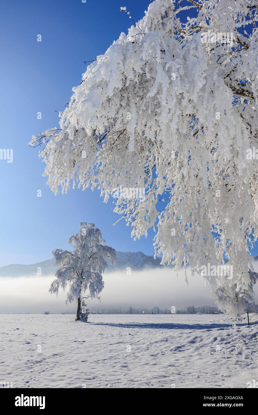 Alberi innevati, di fronte alle montagne, soleggiati, invernali, Loisach-Kochelsee-Moor, Baviera, Germania, Europa Foto Stock