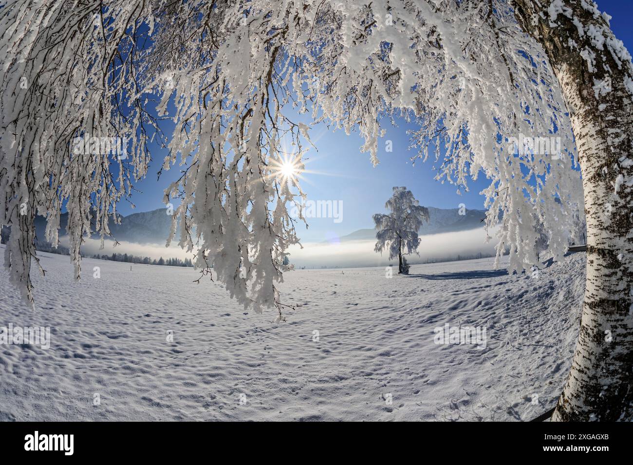 Alberi innevati, di fronte alle montagne, soleggiati, invernali, Loisach-Kochelsee-Moor, Baviera, Germania, Europa Foto Stock