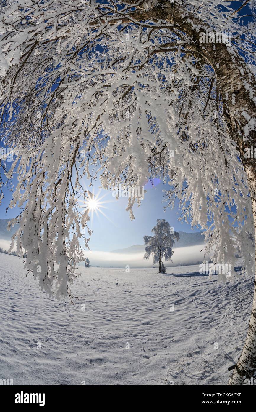 Alberi innevati, di fronte alle montagne, soleggiati, invernali, Loisach-Kochelsee-Moor, Baviera, Germania, Europa Foto Stock