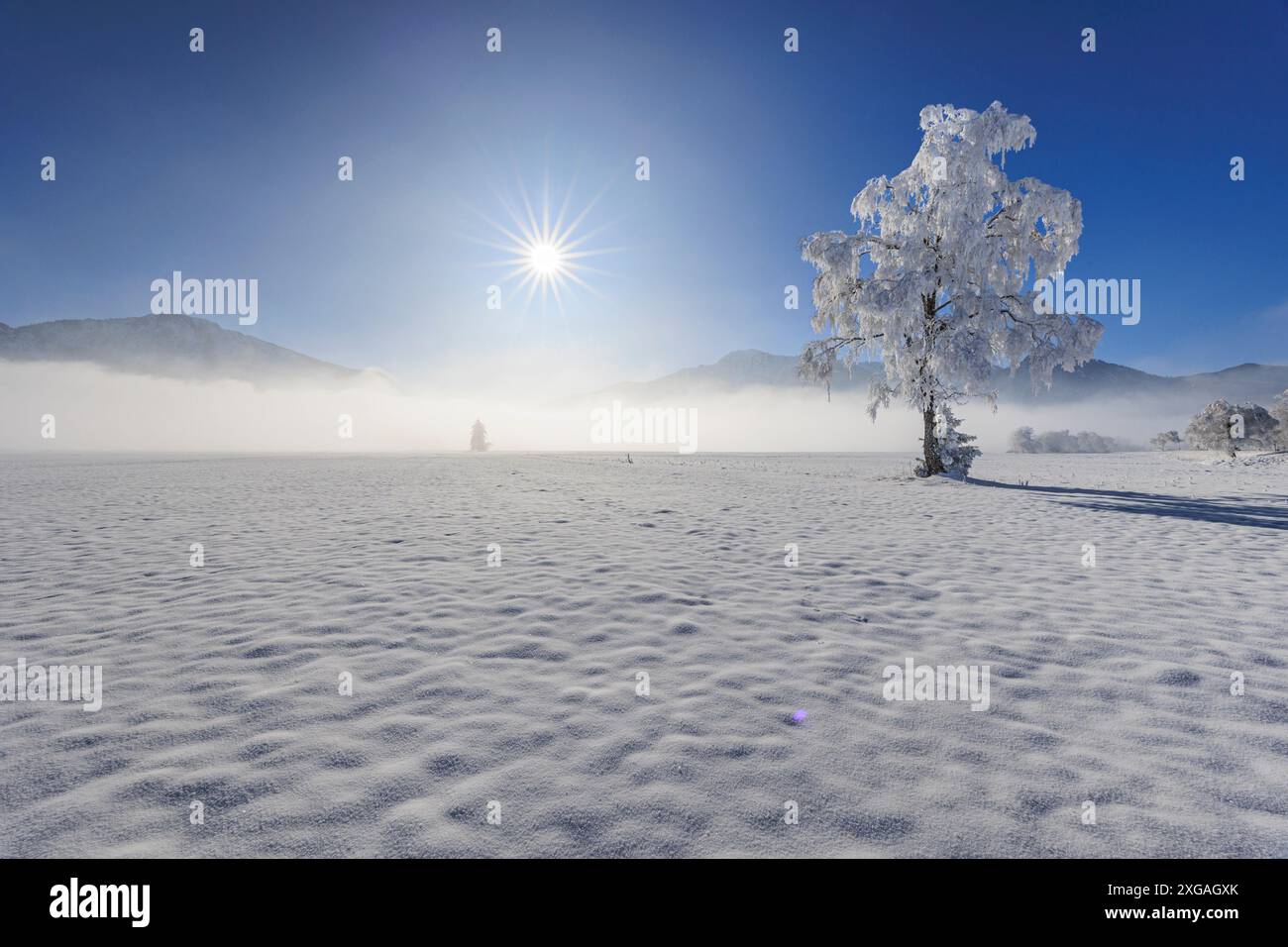 Alberi innevati, di fronte alle montagne, soleggiati, invernali, Loisach-Kochelsee-Moor, Baviera, Germania, Europa Foto Stock
