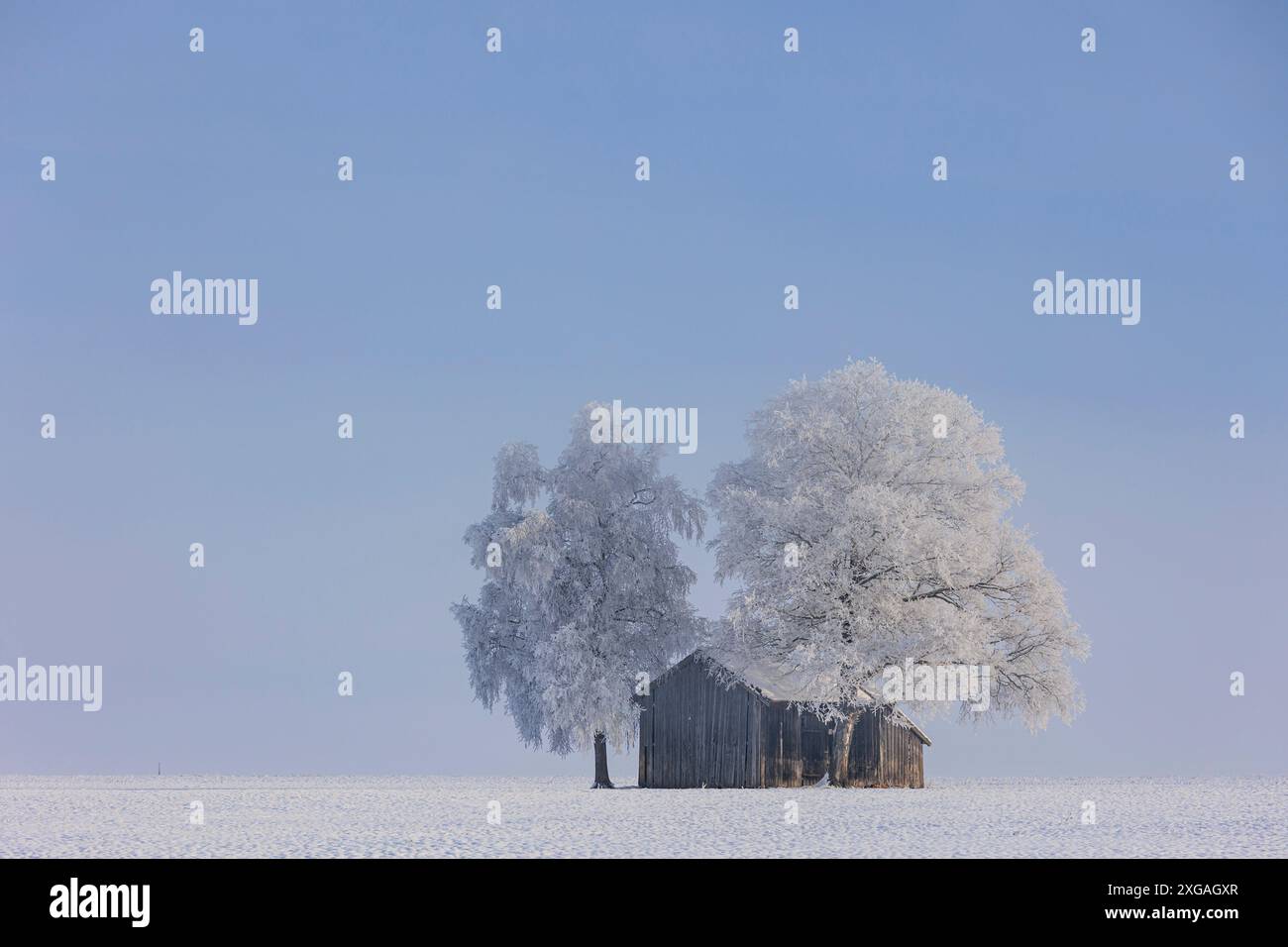 Capanna in legno e alberi con parrucchiere in inverno, montagne, Loisach-Kochelsee-Moor, Baviera, Germania, Europa Foto Stock