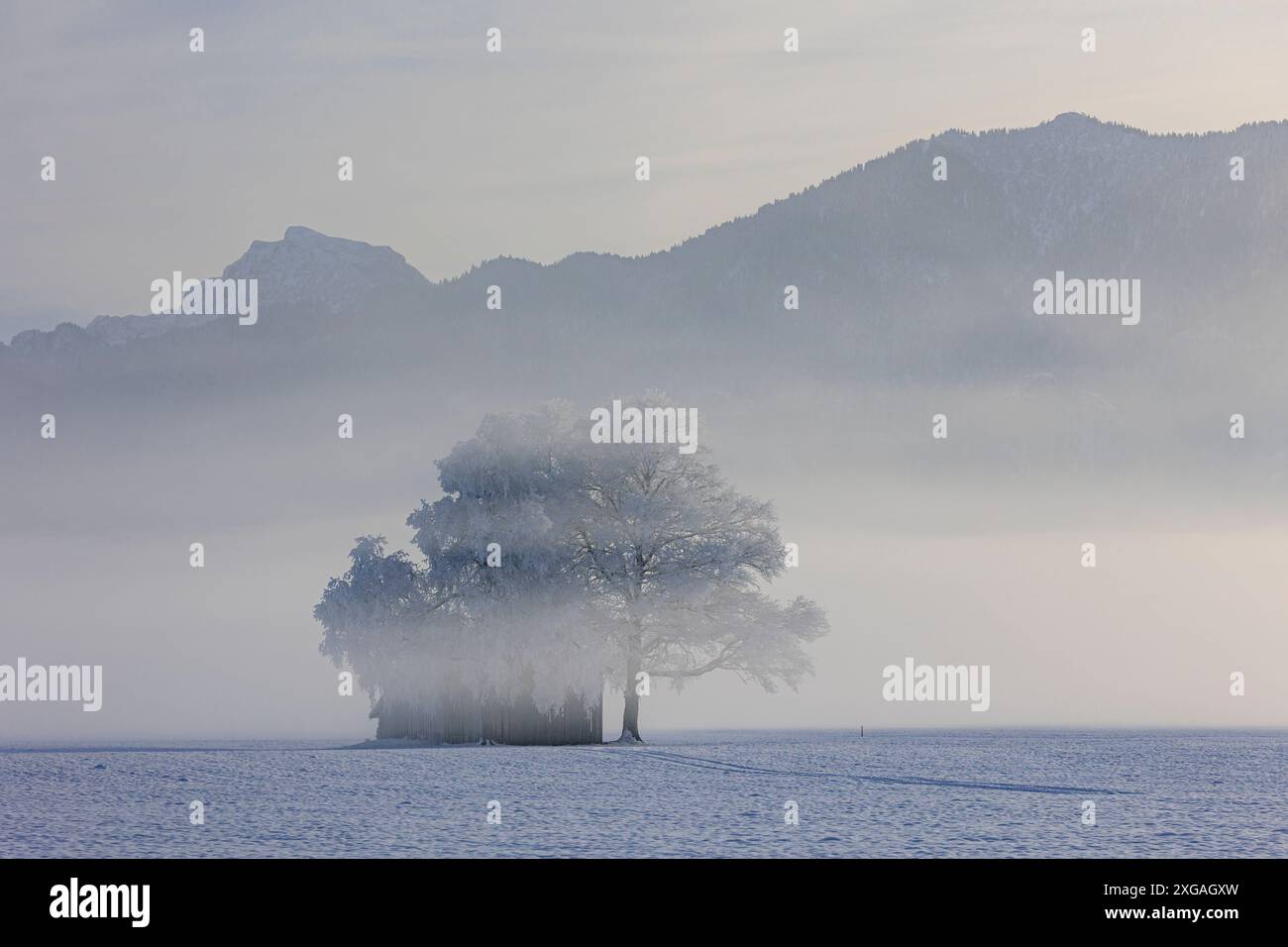 Capanna in legno e alberi con parrucchiere in inverno, montagne, Loisach-Kochelsee-Moor, Baviera, Germania, Europa Foto Stock