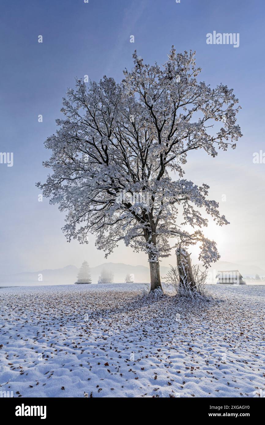 Alberi innevati, di fronte alle montagne, soleggiati, invernali, Loisach-Kochelsee-Moor, Baviera, Germania, Europa Foto Stock