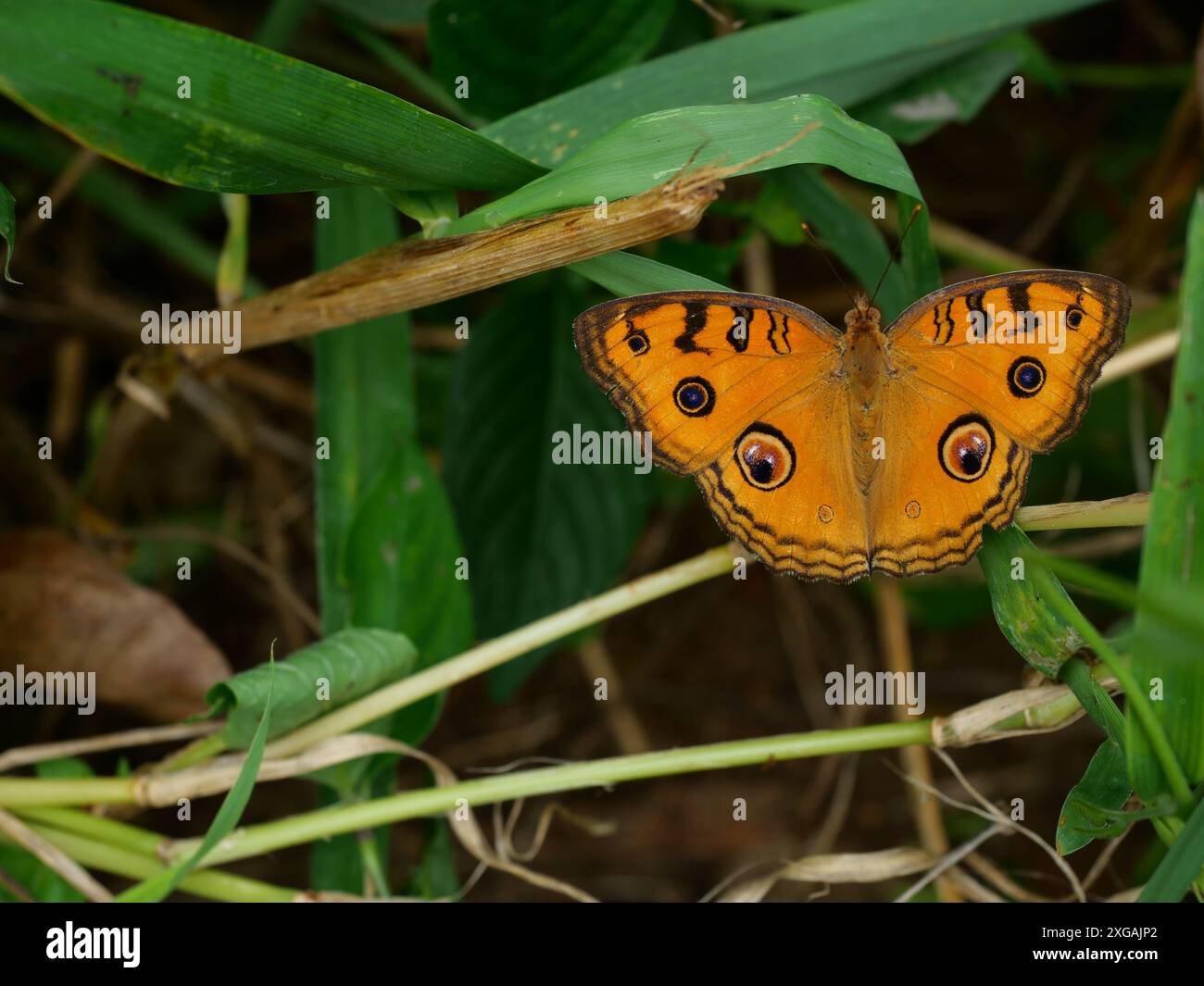 La farfalla di Peacock Pansy (Junonia almana) su foglia con fondo verde naturale, modello simile agli occhi sull'ala di insetto di colore arancione Foto Stock