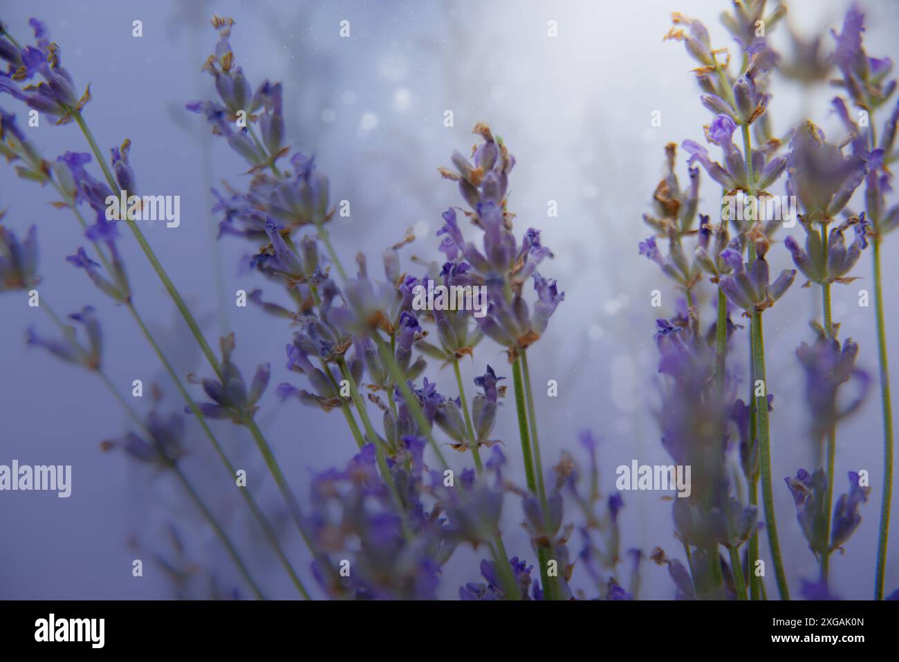 Un primo piano di fiori di lavanda in fiore in una luce naturale e soffusa del sole. Foto Stock