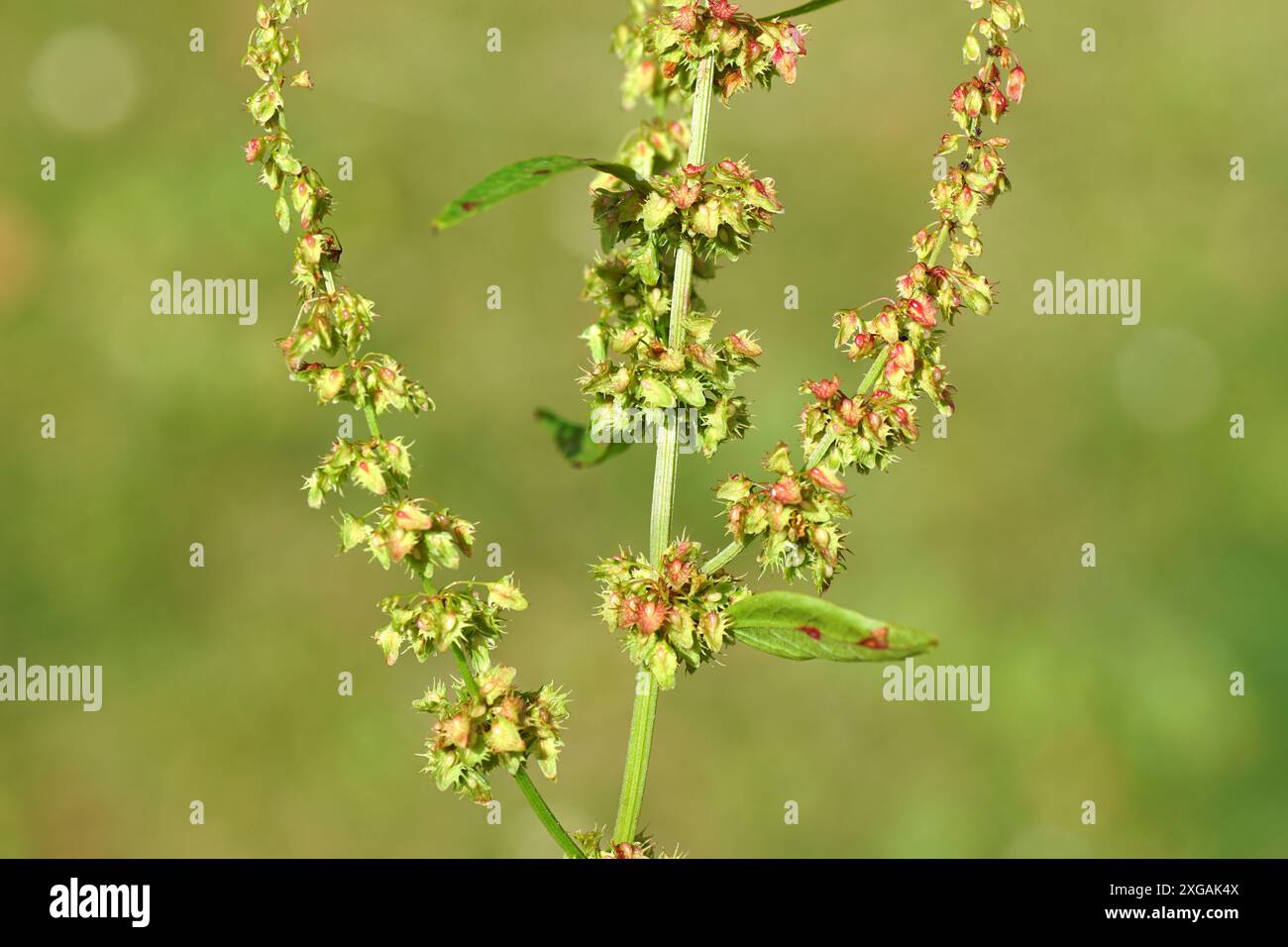 Ravvicinati fiori di bacca amara (Rumex obtusifolius), famiglia dei nodi (Polygonaceae). Luglio, estate, Paesi Bassi Foto Stock