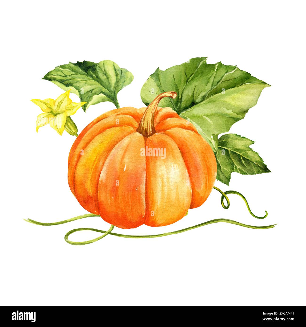 acquerello della zucca arancione matura con foglie verdi, steli e fiori gialli, illustrazione della raccolta autunnale, schizzo disegnato a mano su sfondo bianco, per Hal Foto Stock