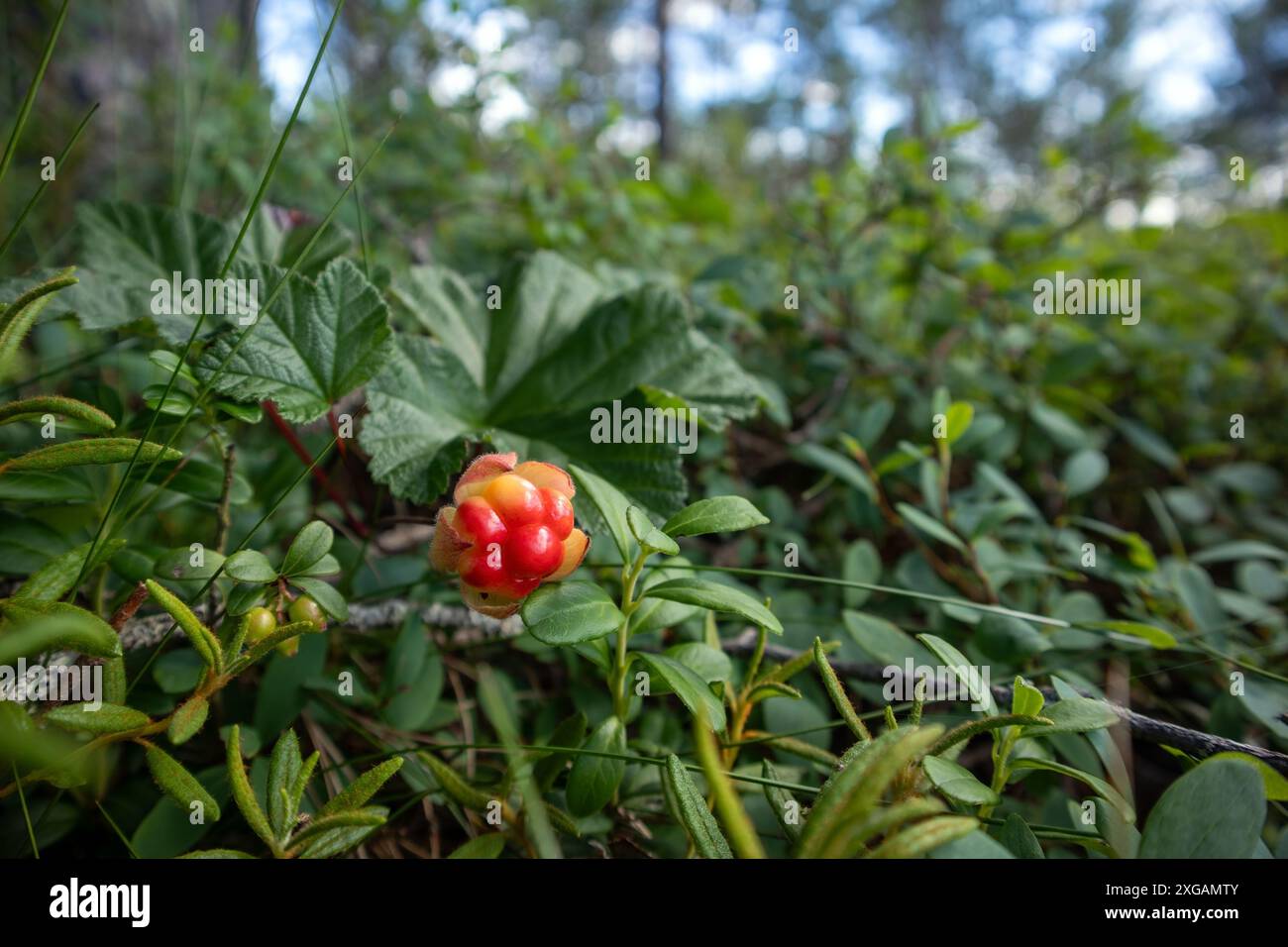 Primo piano di una singola nuvola cruda, Rubus chamaemorus Foto Stock