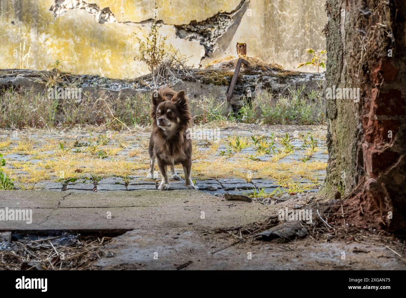 Simpatico chihuahua marrone dai capelli lunghi in un viaggio avventuroso al cancello di una stalla abbandonata Foto Stock