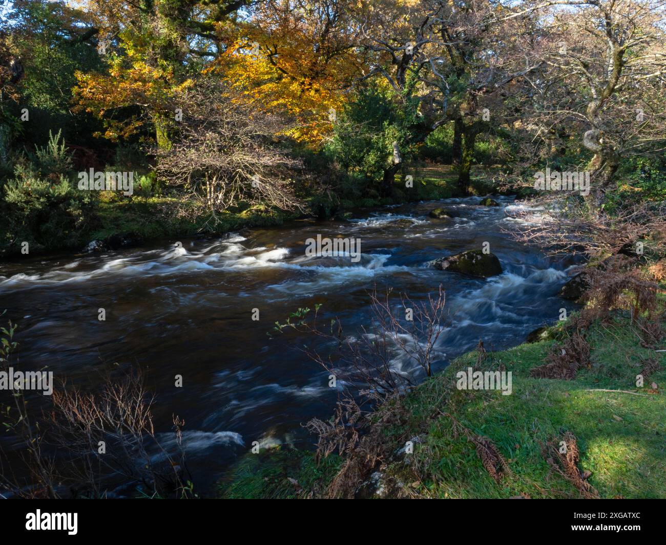 East Dart e colori autunnali, vicino a Dartmeet, Dartmoor National Park, Devon, Inghilterra, Regno Unito, novembre 2020 Foto Stock