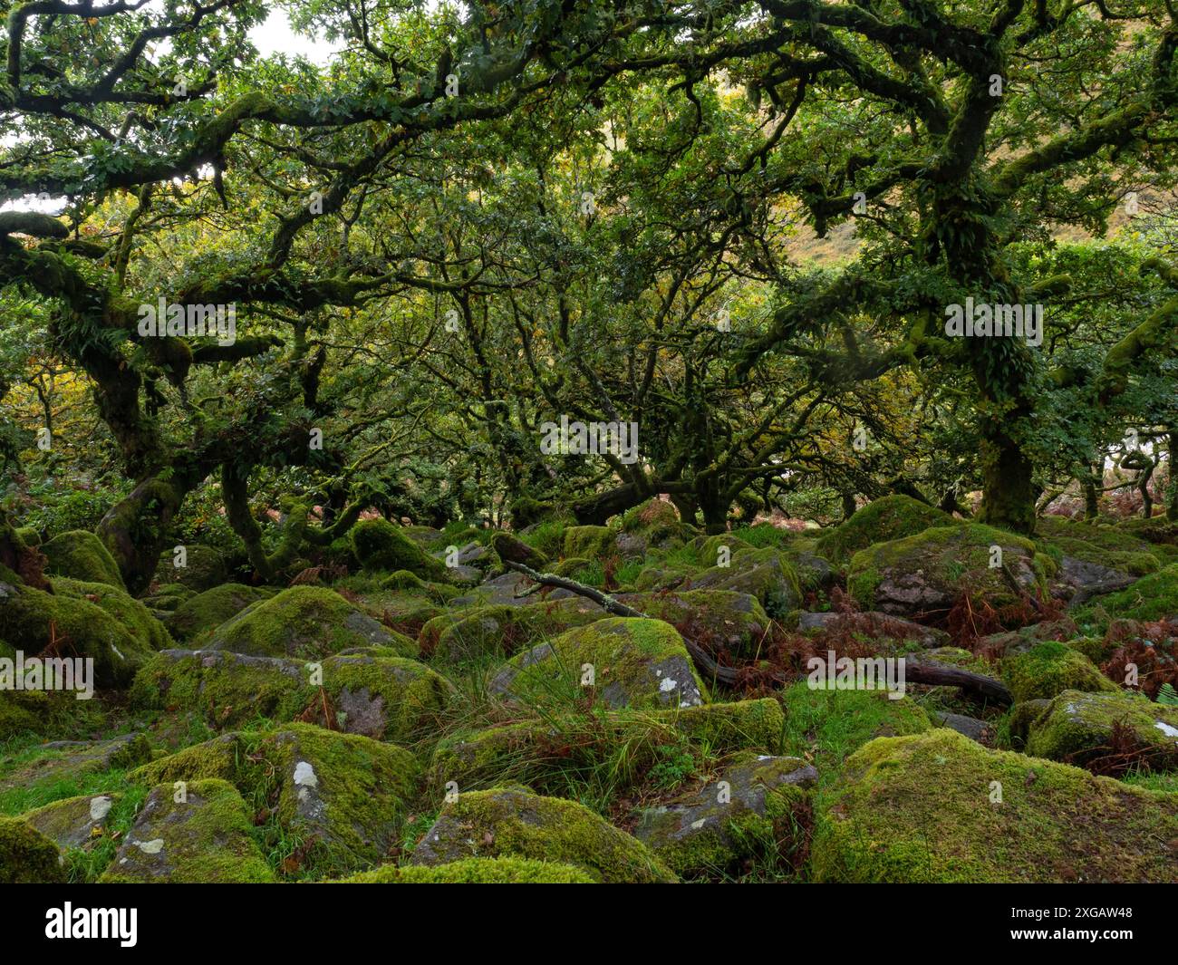 Quercia di Pedunculate Quercus robur alberi e massi coperti di muschio, Wistman's Wood National Nature Reserve, Dartmoor National Park, Devon, Inghilterra, Foto Stock