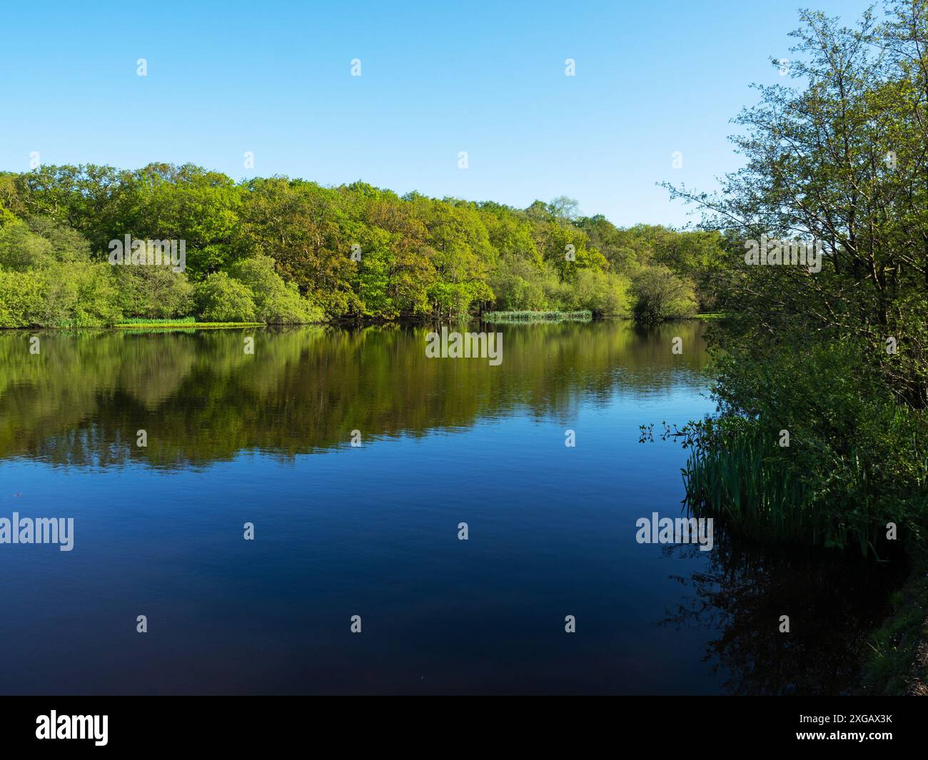 Bosco di faggio Fagus sylvatica riflesso nelle acque di Eyeworth Pond, New Forest National Park, Hampshire, Inghilterra, Regno Unito, maggio 2021 Foto Stock