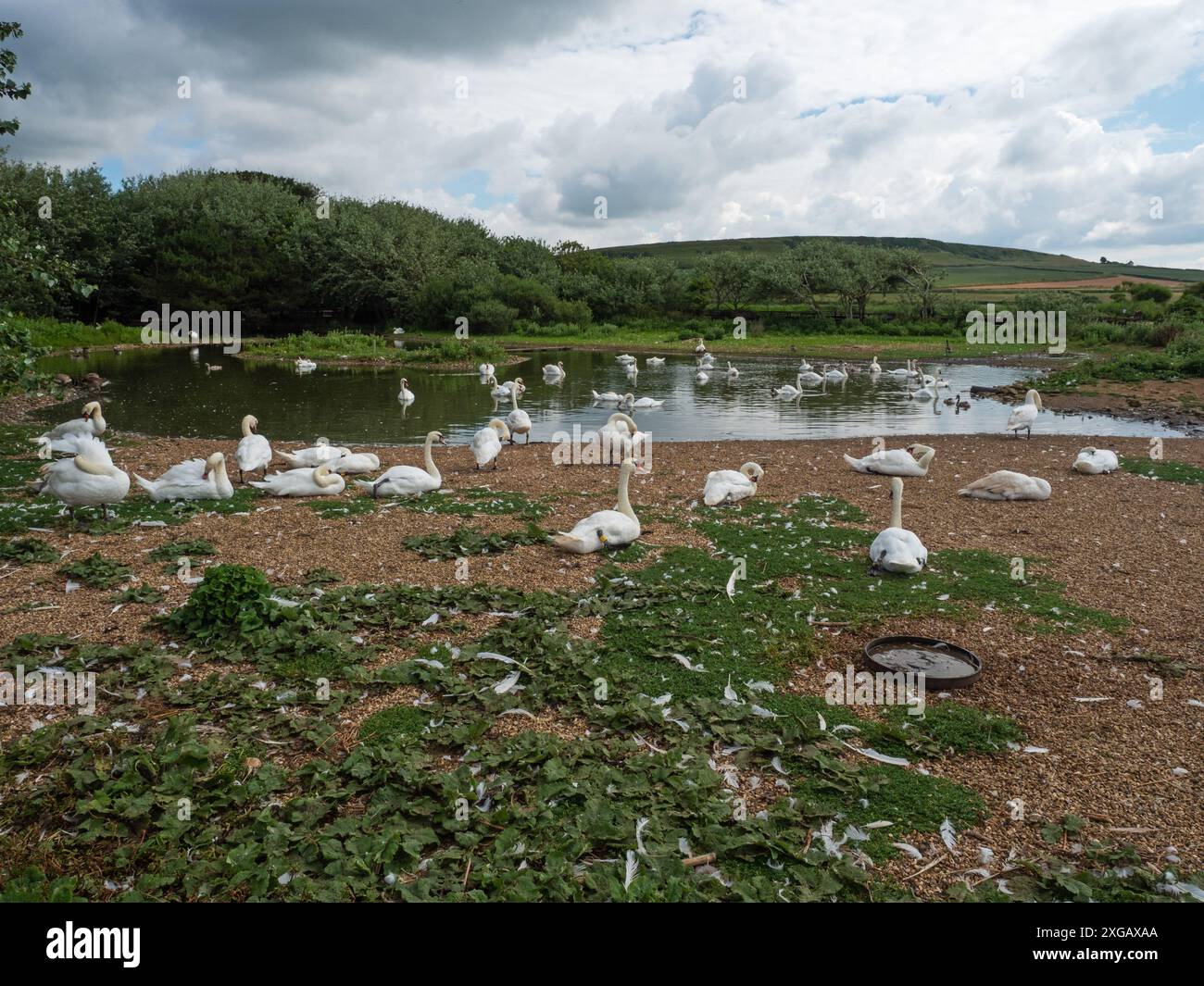 Mute Swan Cygnus olor Group, Abbotsbury Swannery, Dorset, Inghilterra, Regno Unito, luglio 2021 Foto Stock Mute Swan Cygnus olor Group, Abbotsbury Swannery, Dorset, Inghilterra, Regno Unito, luglio 2021 Foto Stock