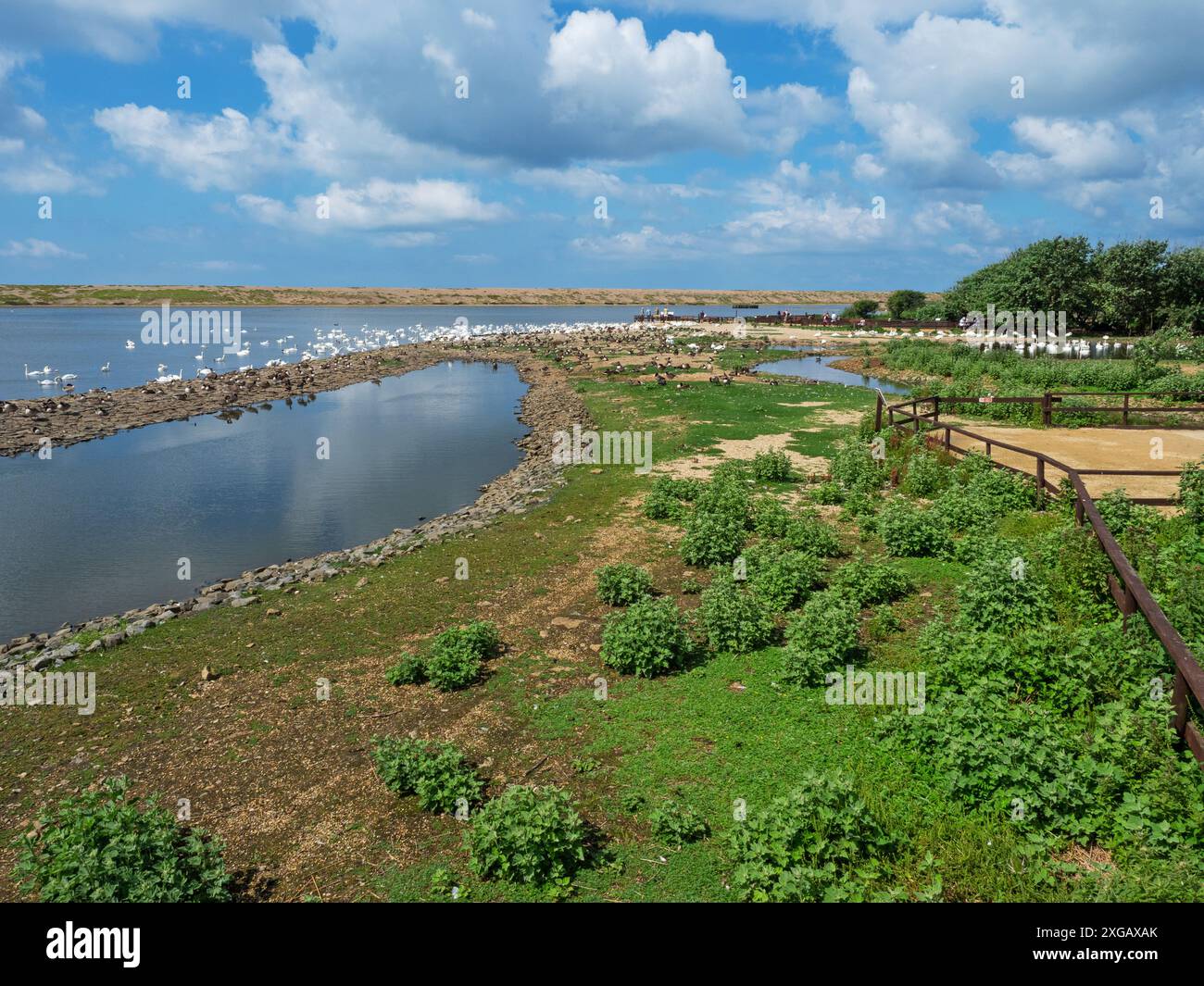 Canada Goose Branta canadensis e Mute Swan Cygnus olor con la West Fleet e Chesil Beach Beyond, Abbotsbury Swannery, Dorset, Inghilterra, Regno Unito, 2 luglio Foto Stock