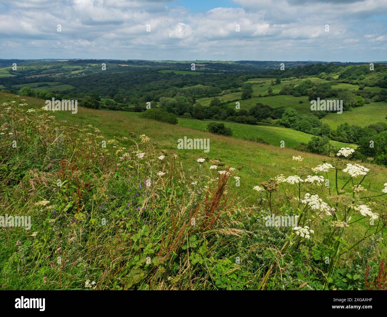 Vista da Eggardon Hill con Powerstock Common Nature Reserve Beyond, Dorset, Inghilterra, Regno Unito, luglio 2021 Foto Stock