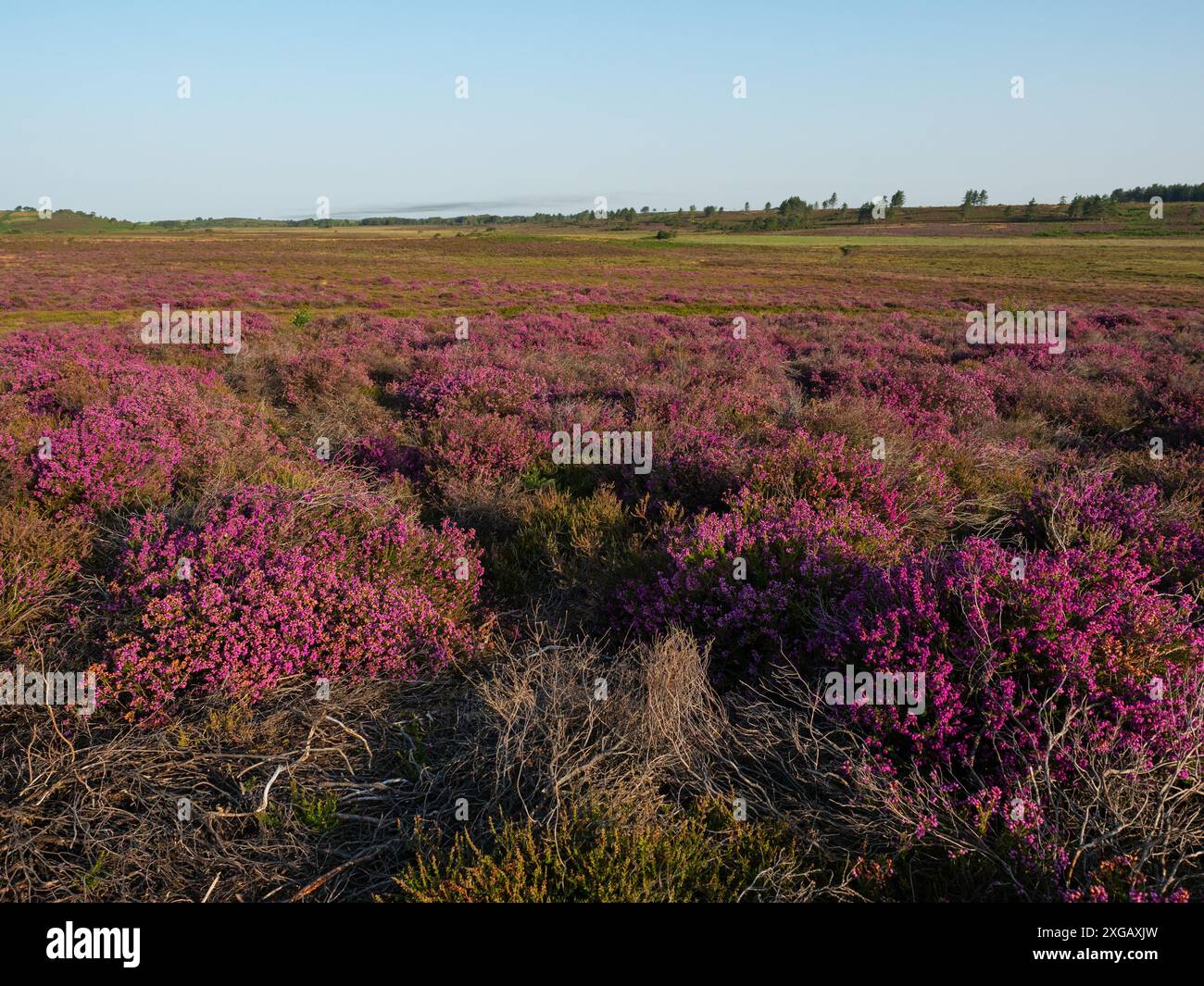 Bell heather Erica cinerea sulla brughiera dell'Hartland Moor National Nature Reserve, Dorset, Inghilterra, Regno Unito, luglio 2021 Foto Stock