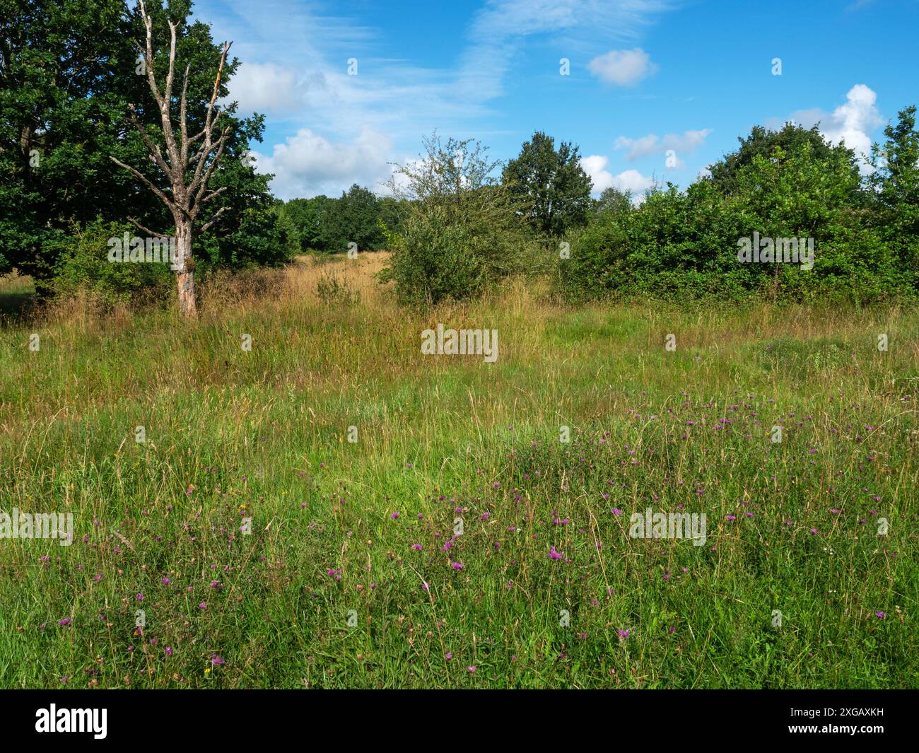 Prato e macchia selvatica, riserva Alners Gorse, riserva delle farfalle, vicino a Kings Stag, Dorset, Inghilterra, Regno Unito, agosto 2021 Foto Stock