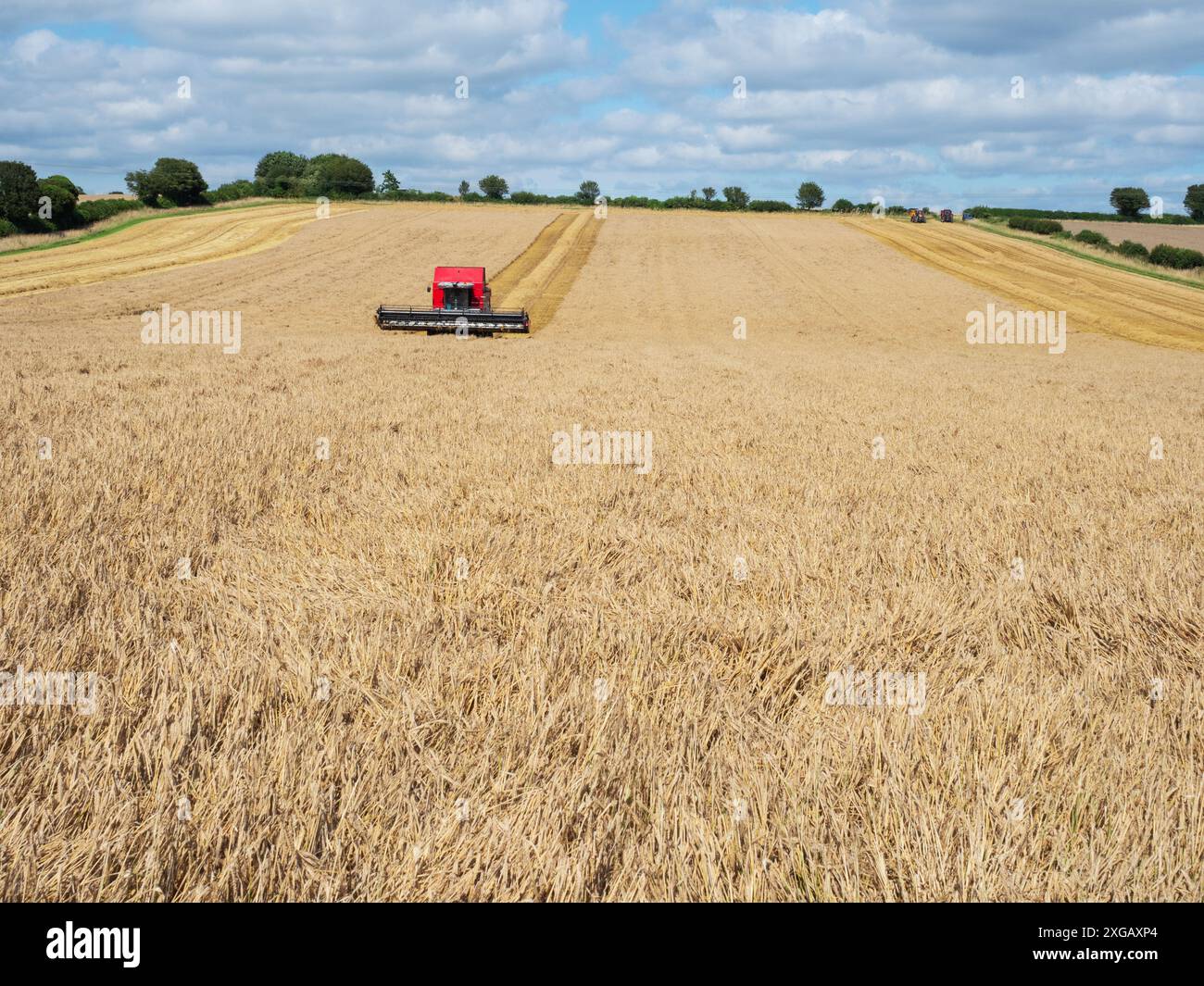 Raccolta dell'orzo , Myncen Farm, Cranborne Chase, Dorset, Inghilterra, Regno Unito, agosto 2021 Foto Stock