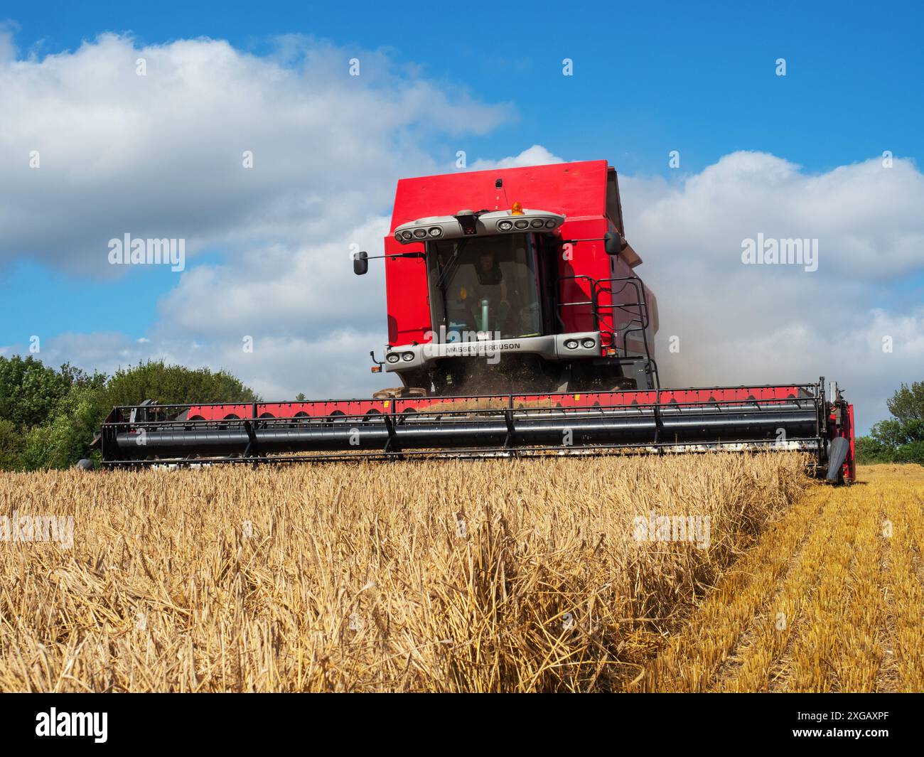 Raccolta dell'orzo , Myncen Farm, Cranborne Chase, Dorset, Inghilterra, Regno Unito, agosto 2021 Foto Stock