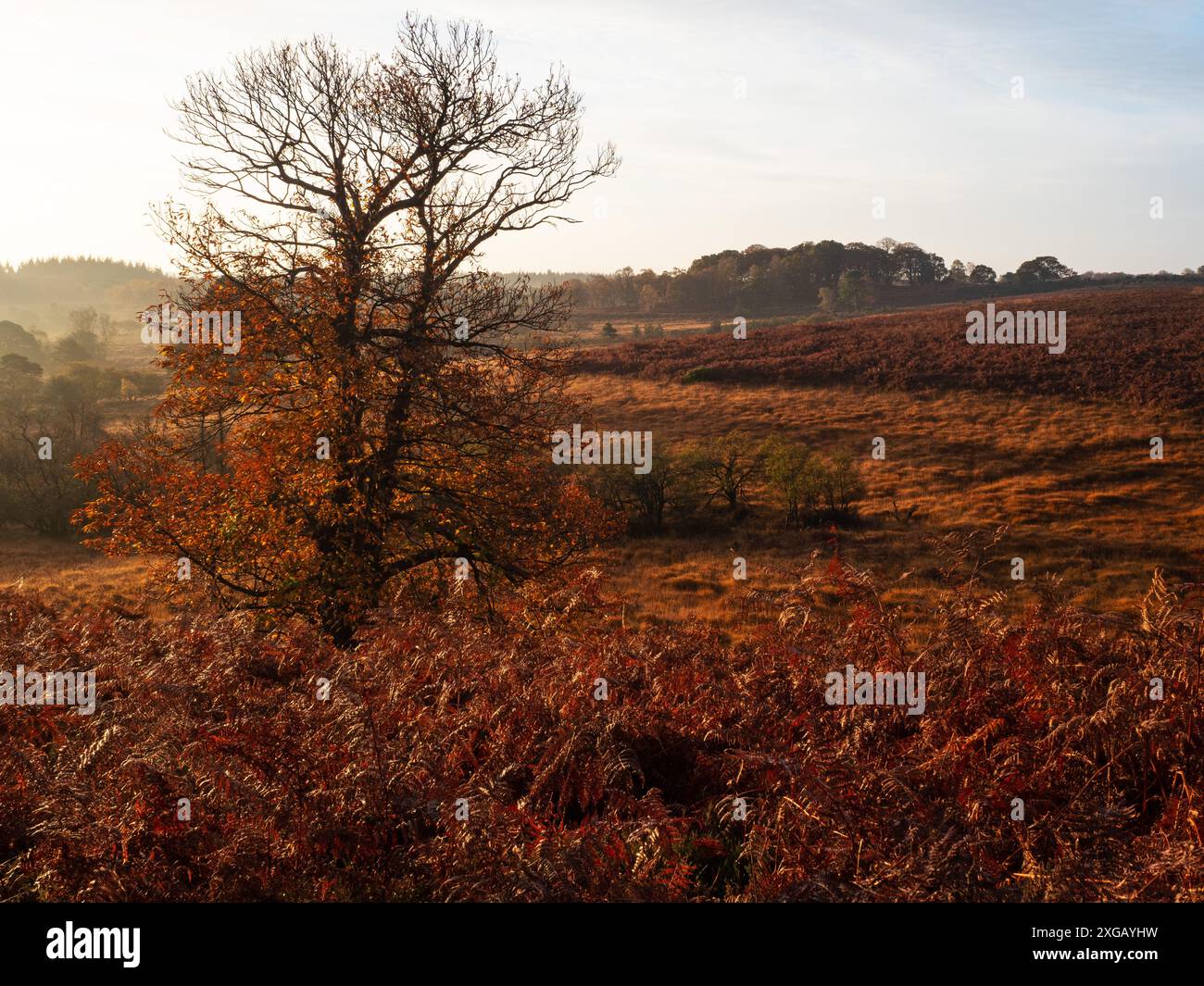 Grasses and Heathland Blackensford Bottom and Soarley Beeches, New Forest National Park, Hampshire, Inghilterra, Regno Unito, novembre 2021 Foto Stock