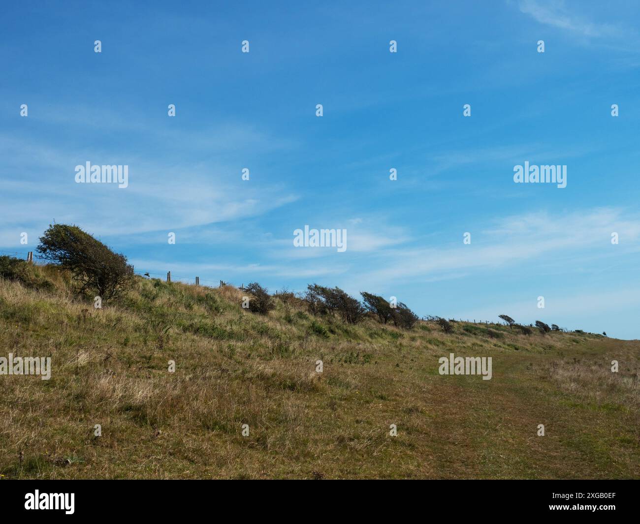 Alberi spazzati dal vento e praterie vicino a Durdle Door, Dorset, Inghilterra, Regno Unito, settembre 2021 Foto Stock