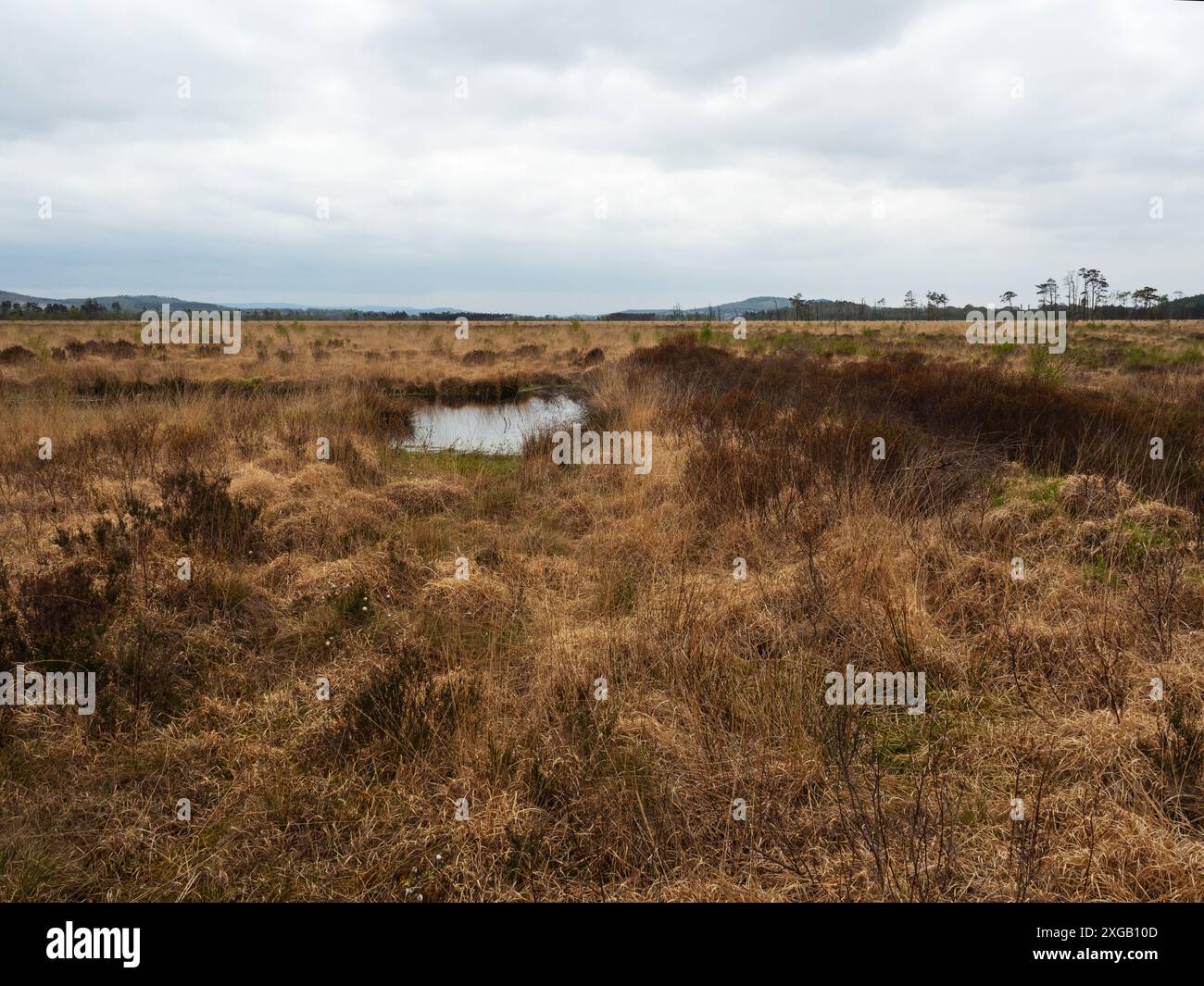 Vista sull'area boggy, Foulshaw Moss Nature Reseve, Cumbria Wildlife Trust Reserve, Cumbria, Inghilterra, Regno Unito, aprile 2022 Foto Stock