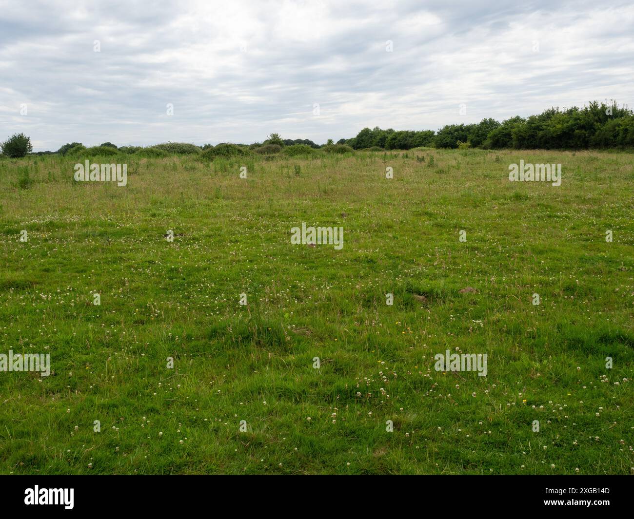 Campo ricreato e modellato da animali, Knepp Castle Estate, West Sussex, Inghilterra, Regno Unito, giugno 2022 Foto Stock