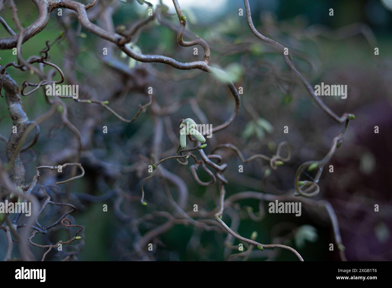 Un primo piano di ramoscelli comuni (Corylus avellana) Foto Stock