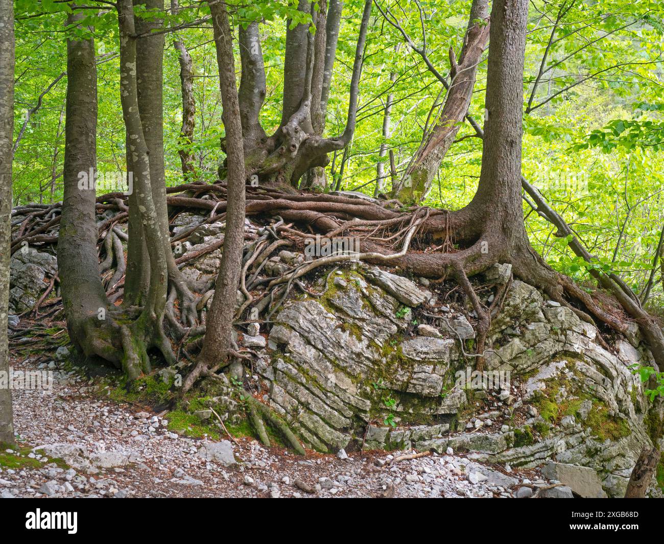 Le radici del bosco di faggio si aggrappano al terreno roccioso nella valle Logarska Dolina, Slovenia Foto Stock