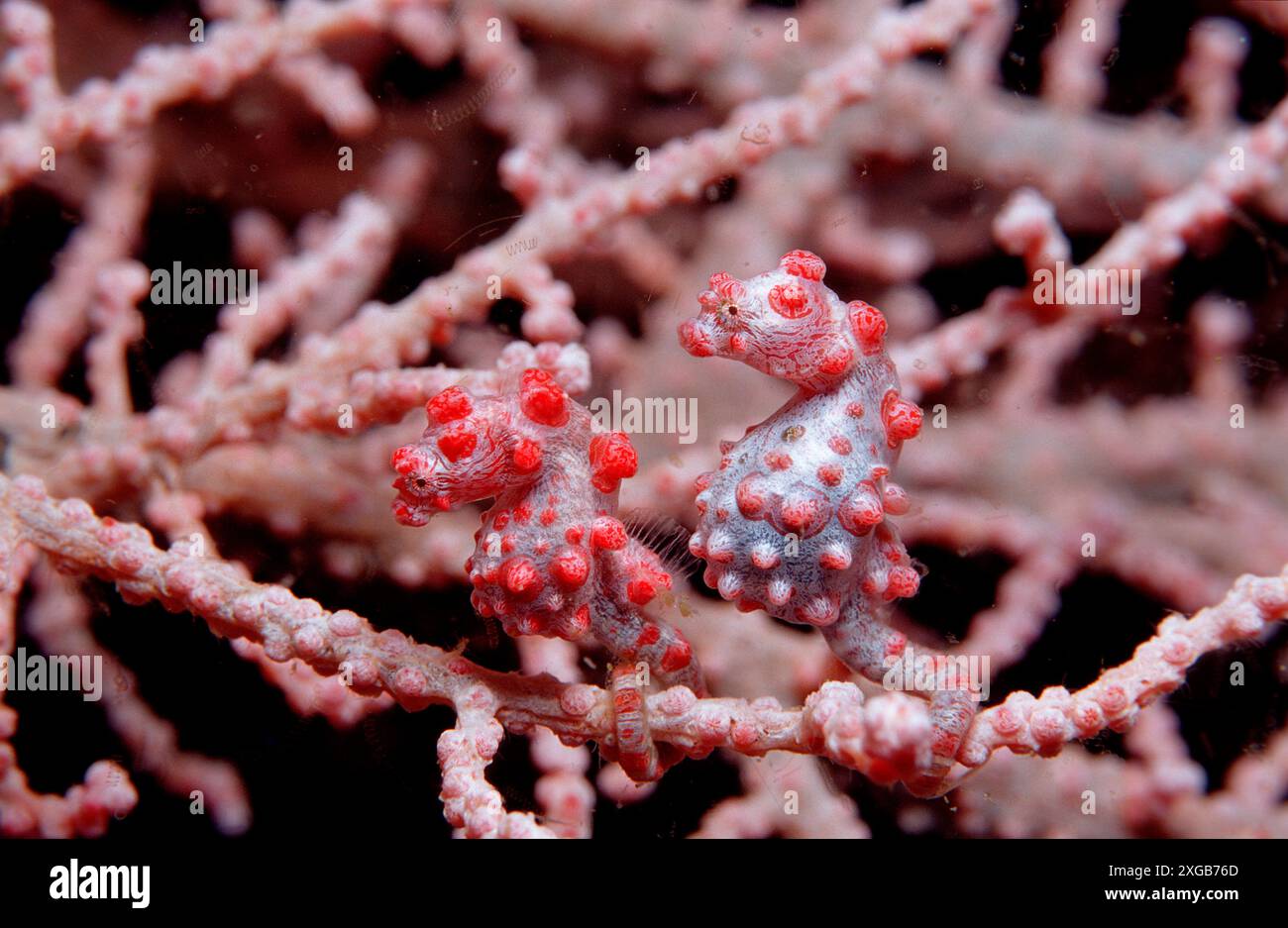 Coppia Di Downrigger Seahorse AR-2000 Per Pesca In Mare, Con Basi, Usati Revisionati