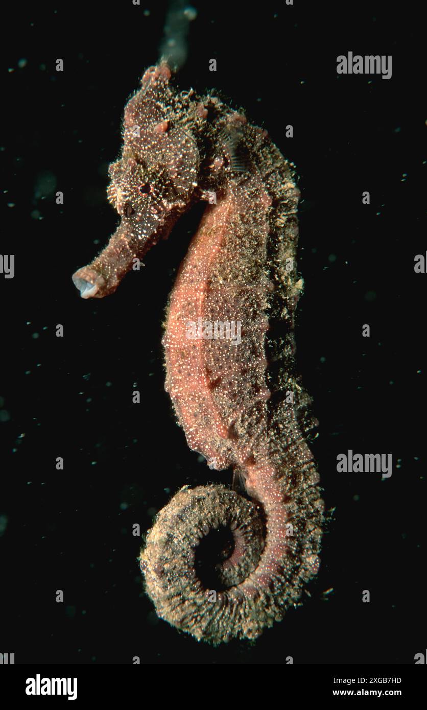 Longsnout Seahorse, Hippocampus Reidi, Papua nuova Guinea, oceano Pacifico Foto Stock