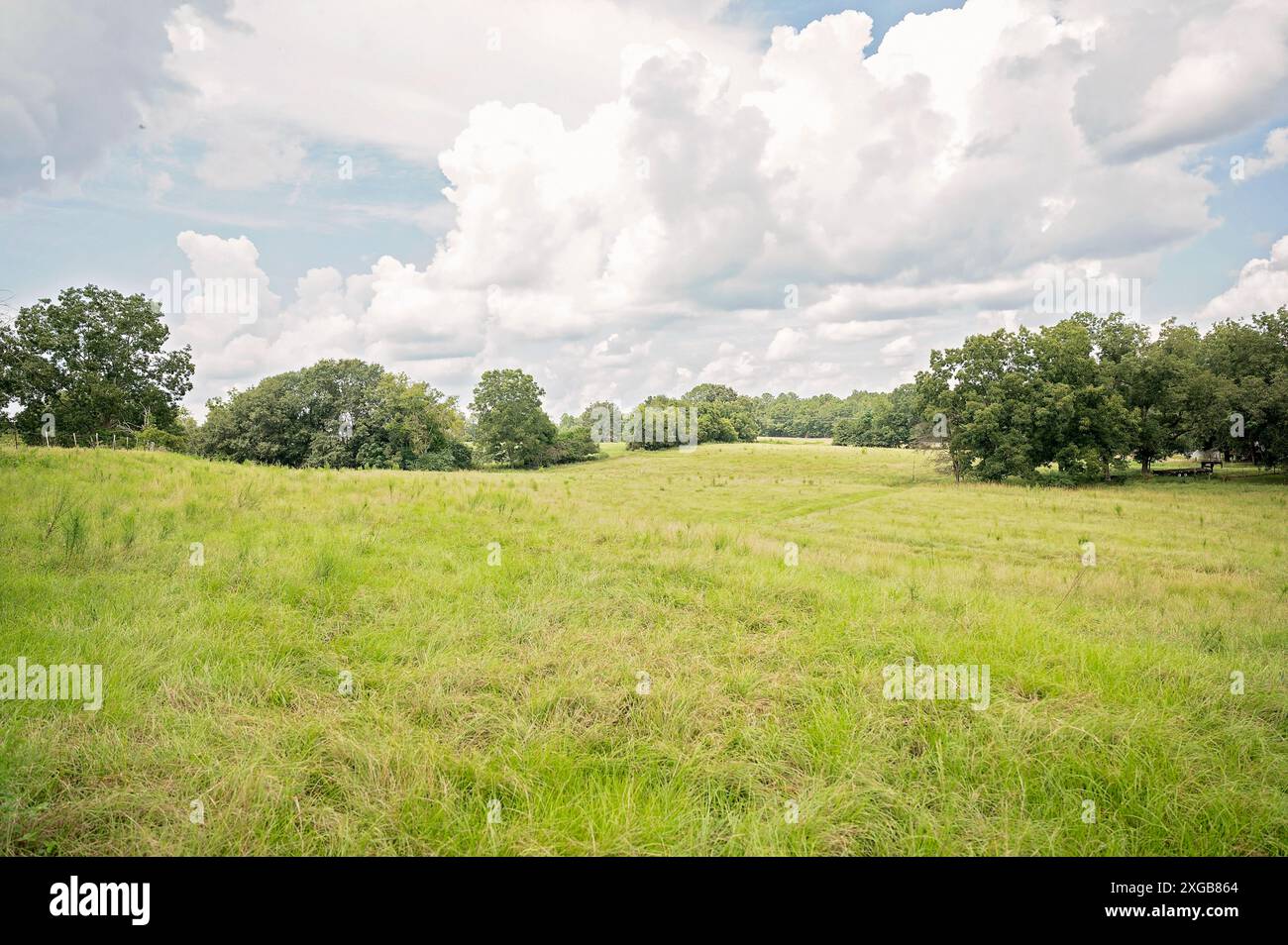 Ampio campo verde con alberi sparsi sotto un cielo nuvoloso Foto Stock