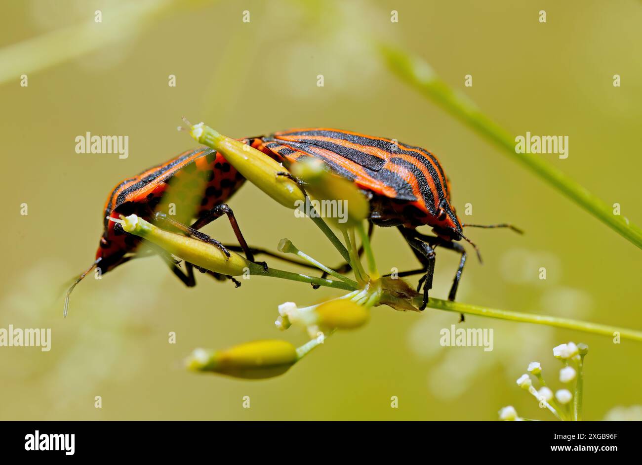 Insetti italiani puzzolenti che si accoppiano su una pianta Foto Stock