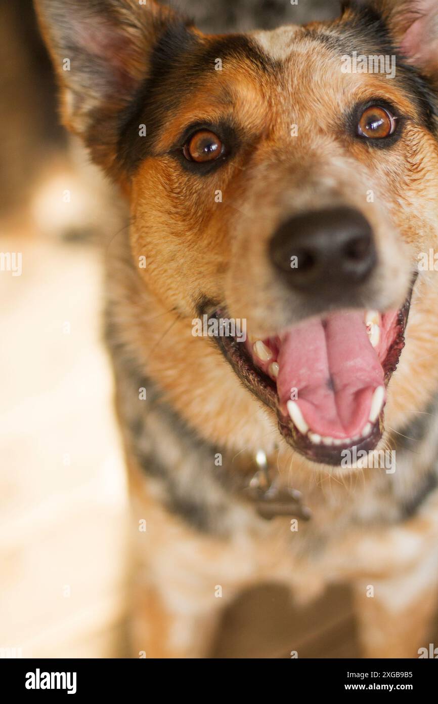 Ritratto di un giovane cane bovino australiano iper. Foto Stock