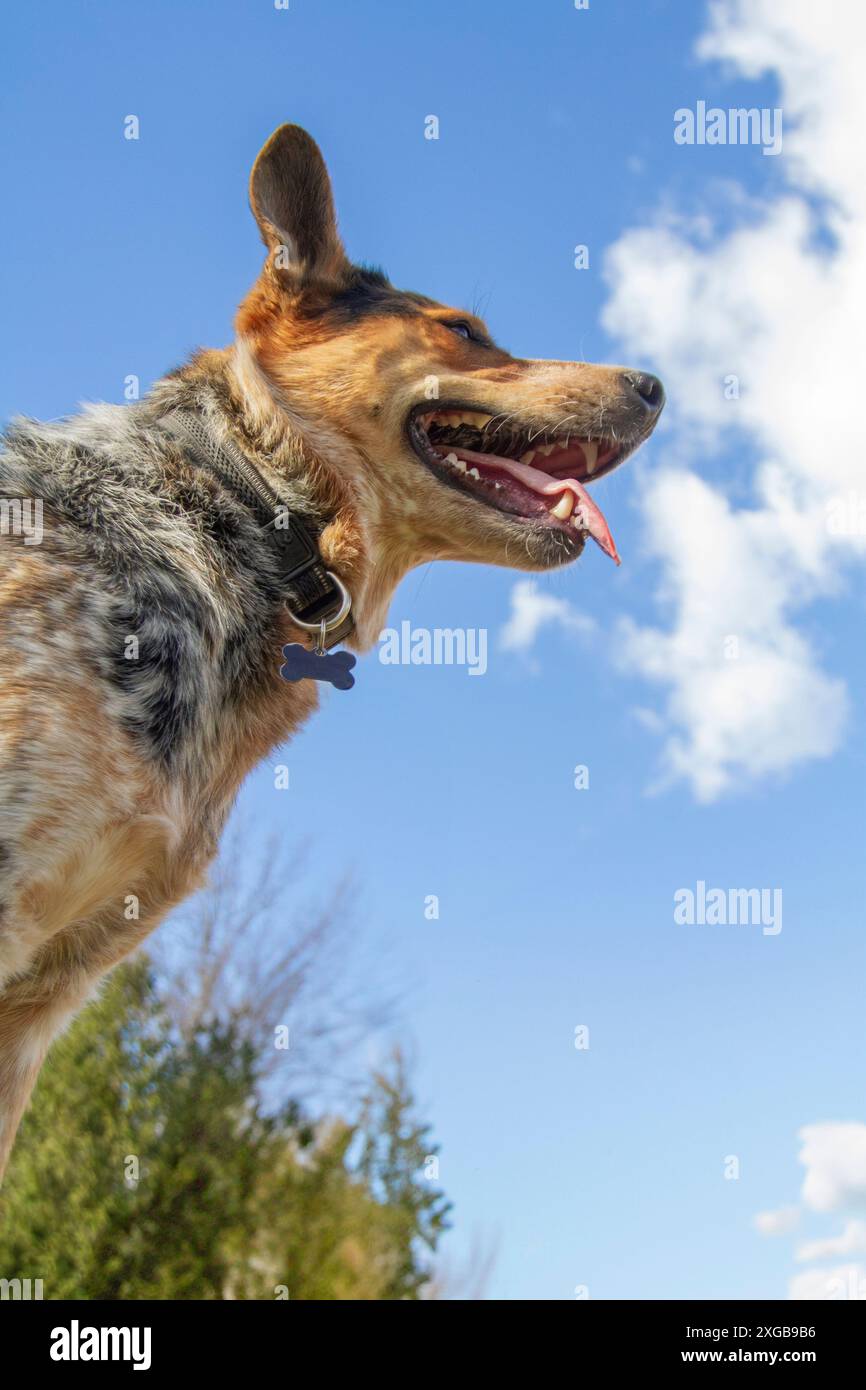 Ritratto di una giovane e iper Blue Heeler in un prato erboso. Foto Stock