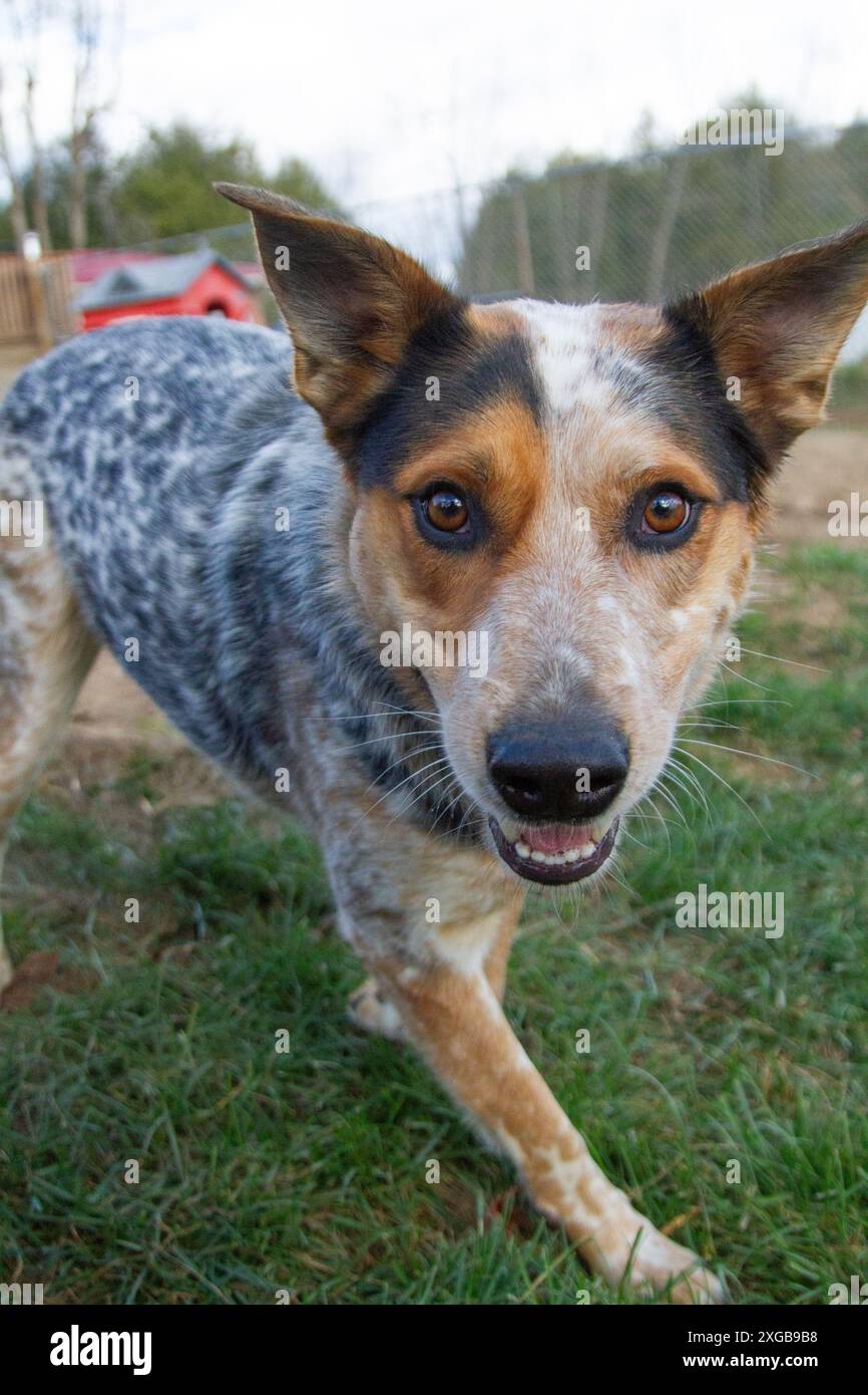 Ritratto di un giovane cane bovino australiano iper. Foto Stock