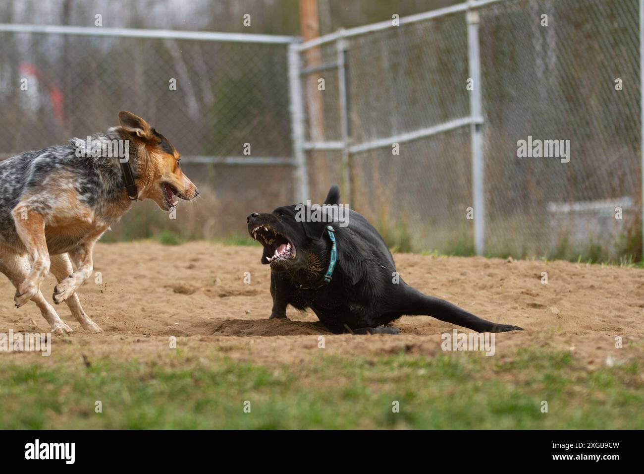 Il Labrador Nero spaventa un Blue Heeler mentre i due scavano nella sabbia. Foto Stock