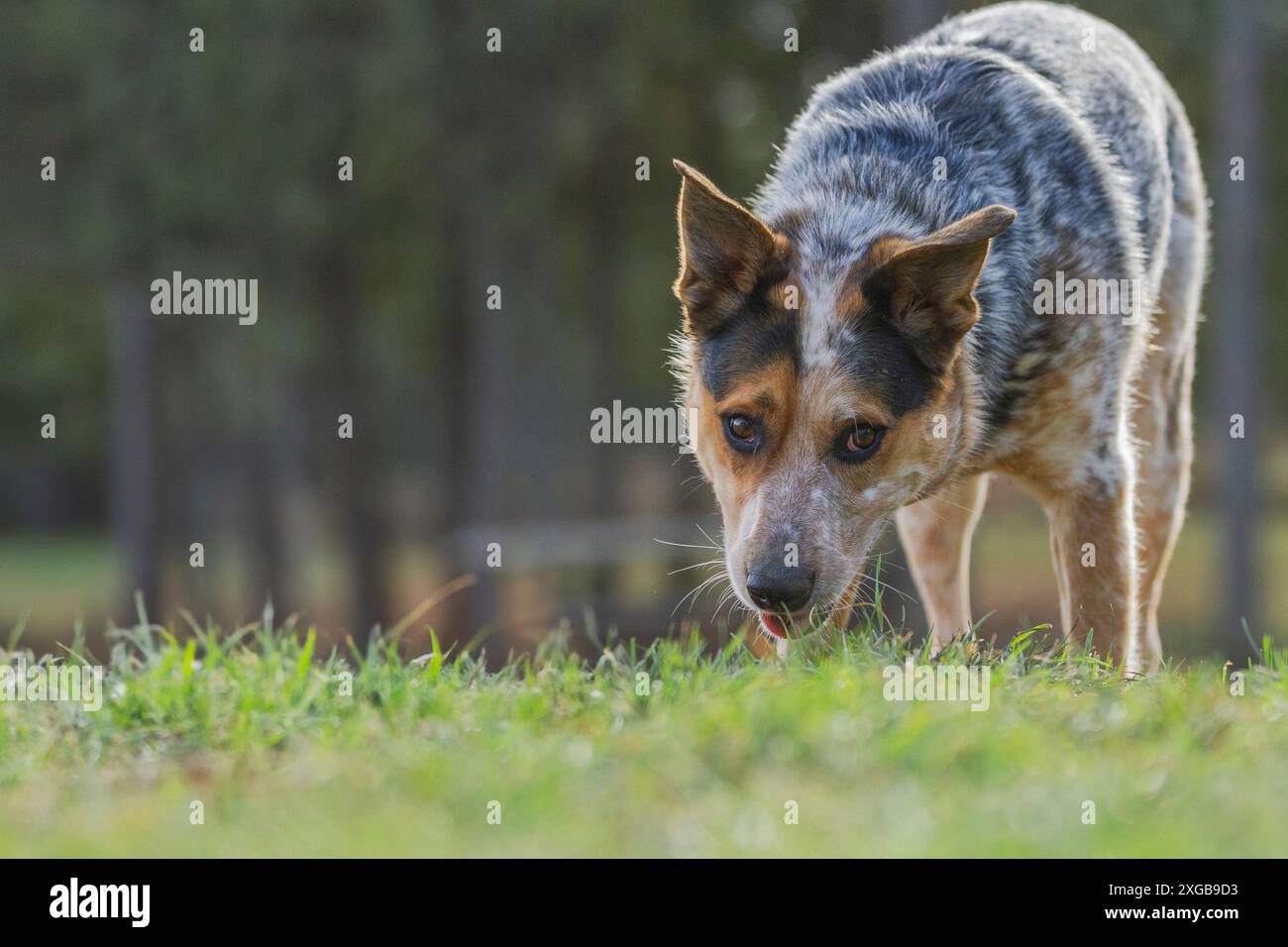 Ritratto di un giovane cane bovino australiano in un campo erboso. Foto Stock