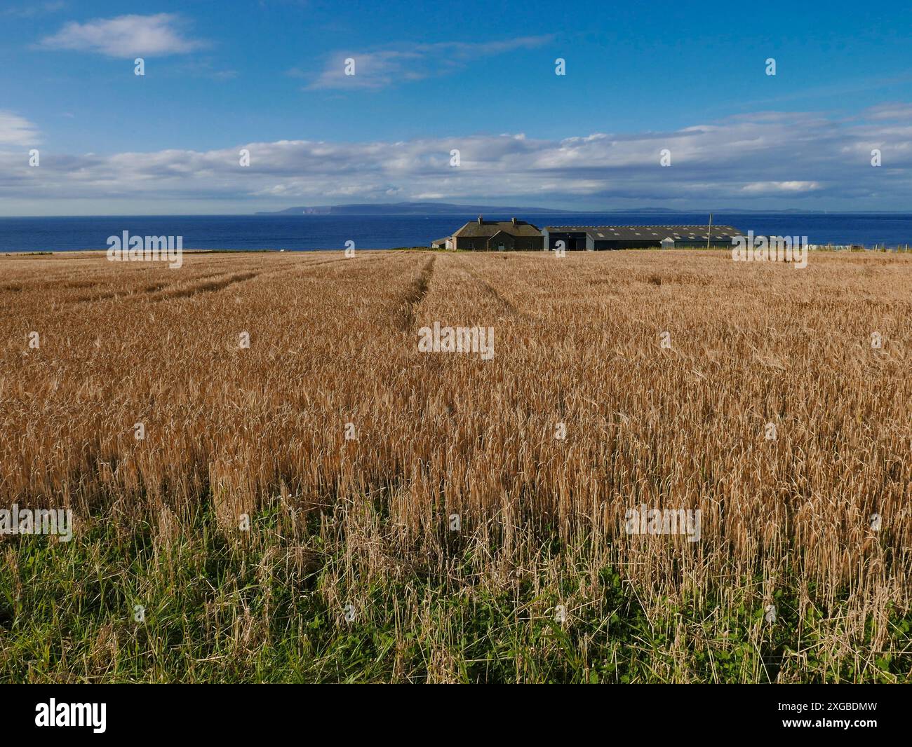 Un campo di orzo pronto per il raccolto in agosto presso la Castle Mey Longoe Farm appartenente alla K, guardando verso le isole Orcadi a Caithness in Scozia Foto Stock