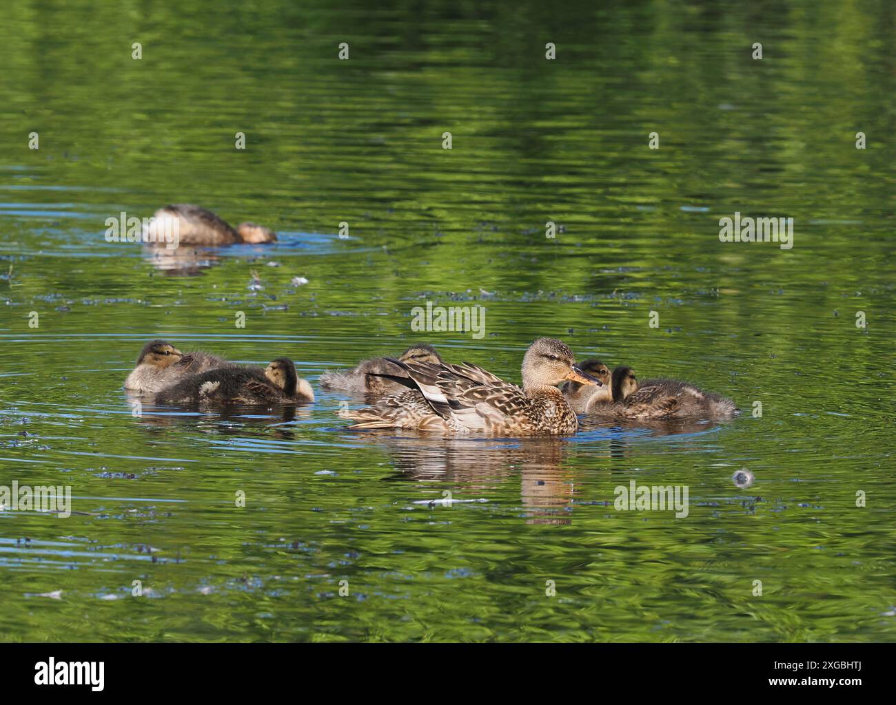 I Gadwall sono un uccello riproduttore recente nel Cheshire, dove stanno espandendo con successo il loro areale. Foto Stock