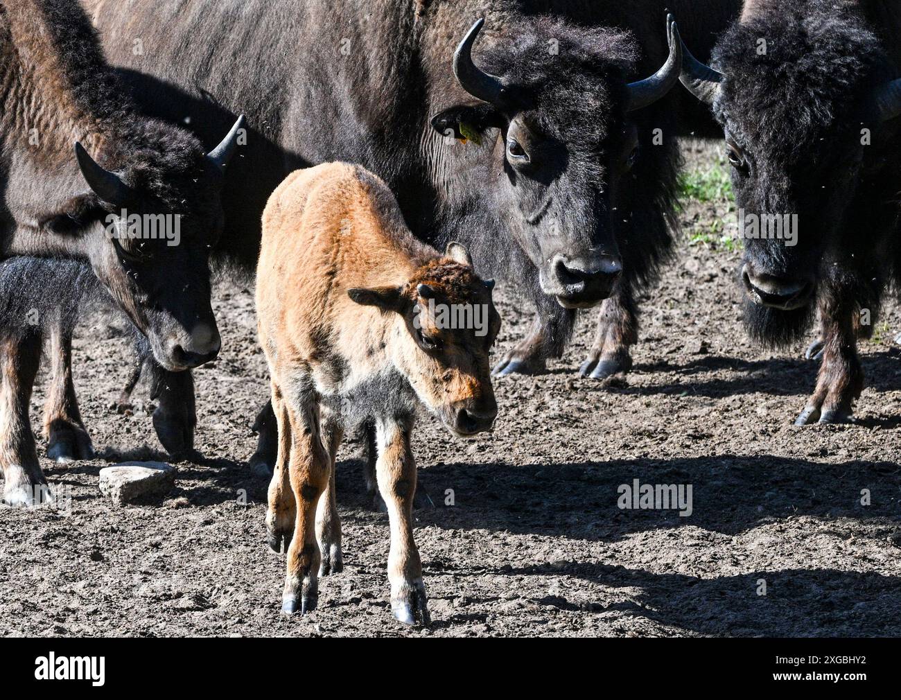 8 luglio 2024, Brandeburgo, Werder/OT Petzow: Nella fattoria dei bisonti, 40 bisonti sono tenuti sui prati in modo adeguato alle specie e rispettoso degli animali. I bisonti non sono legati al bestiame domestico, sono in circolazione da 5.000 a 10.000 anni e risalgono al tempo dei mammut. Vengono macellati solo per mantenere la mandria e le carni di alta qualità vengono vendute direttamente dall'azienda. Un toro adulto può pesare circa 1200 chilogrammi. In armonia con gli animali selvatici, gli animali crescono lentamente. Raggiungono la maturità di macellazione tra i tre e i quattro anni. Come animali da allevamento, pascolano, riposano, ruminano e.. Foto Stock