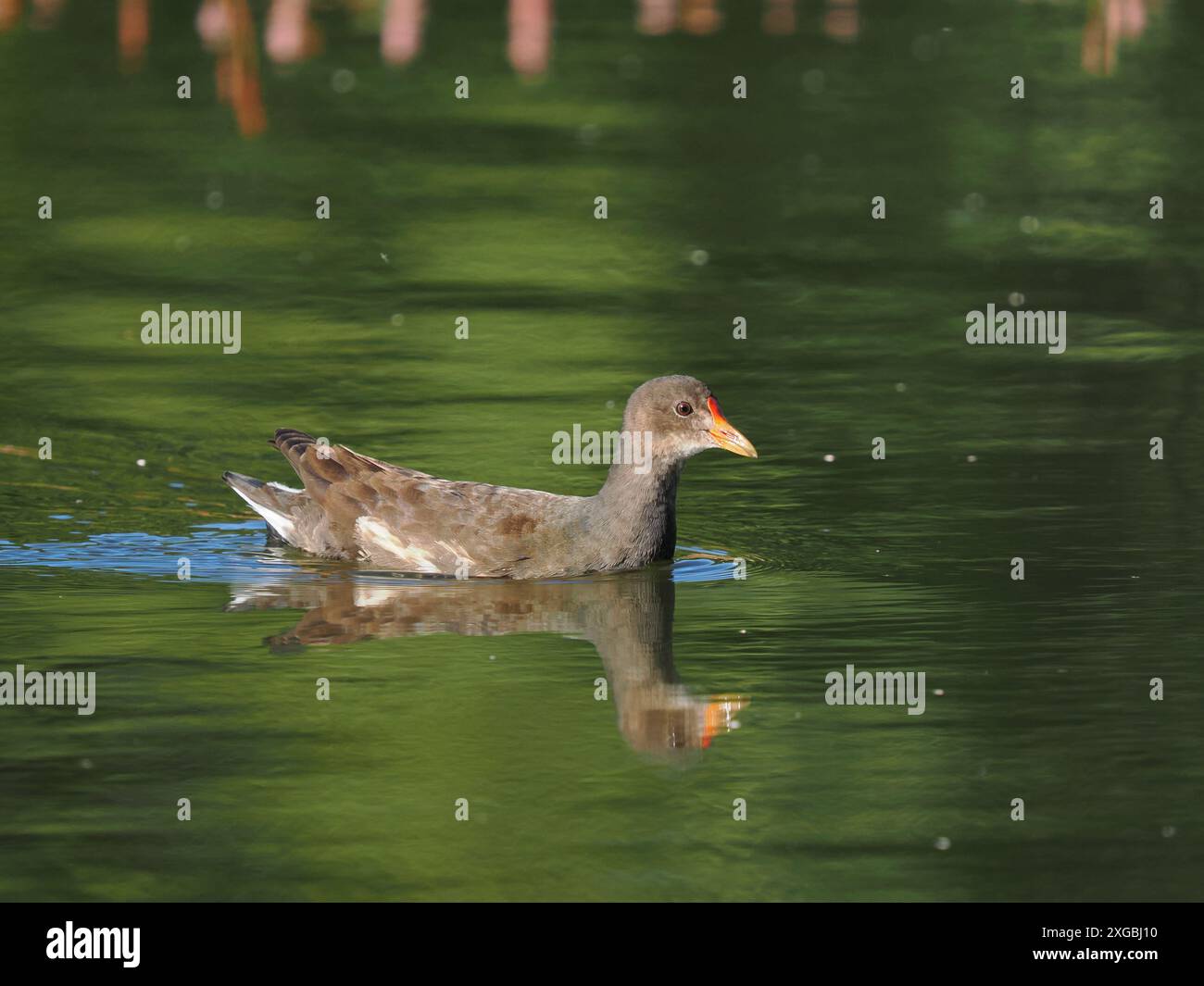I giovani di Moorhen apprezzano la sfida dell'arrampicata, dove spesso sfuggono all'attenzione dei più aggressivi Coot. Foto Stock