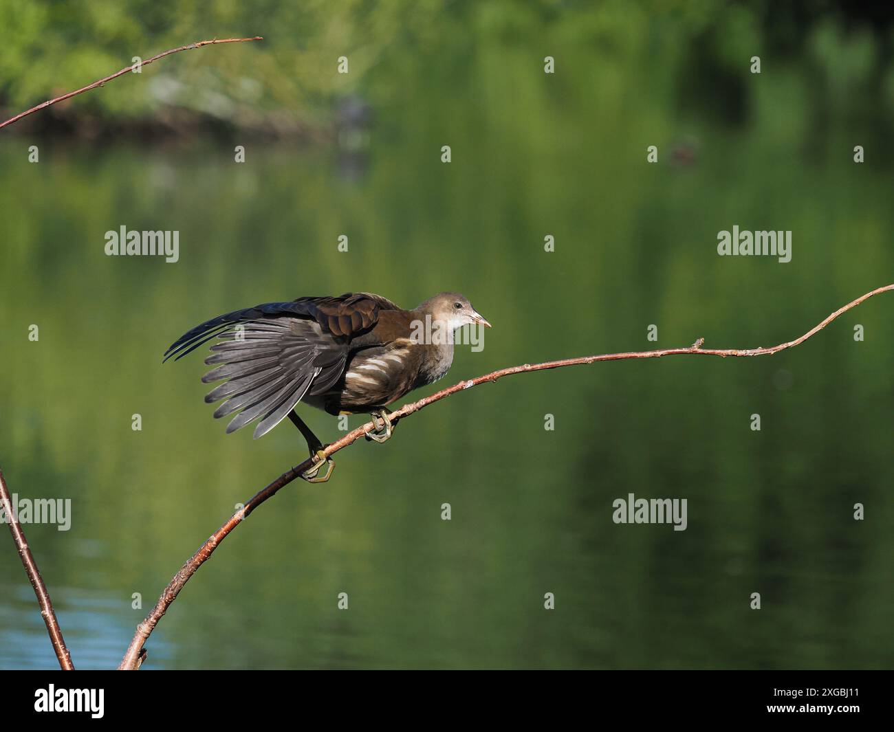 I giovani di Moorhen apprezzano la sfida dell'arrampicata, dove spesso sfuggono all'attenzione dei più aggressivi Coot. Foto Stock