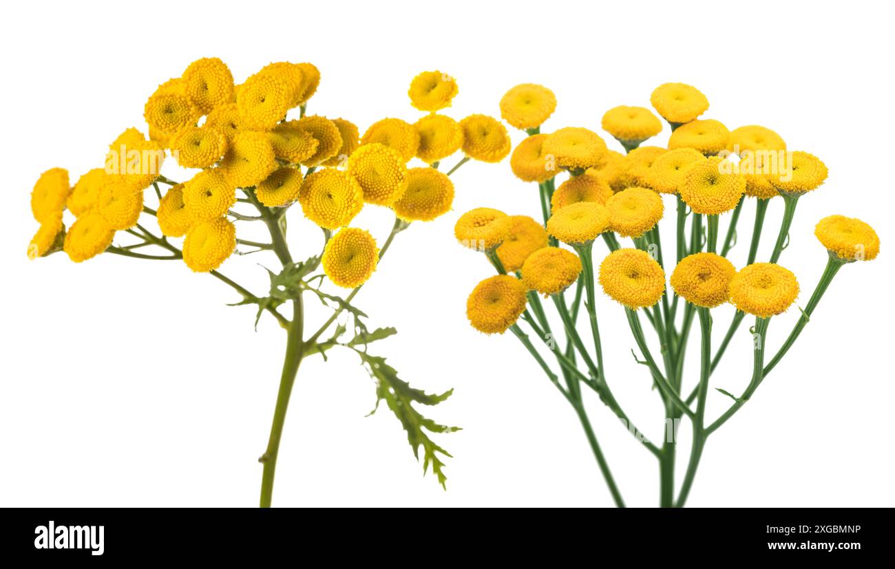 Tansy comune isolato su sfondo bianco Foto Stock