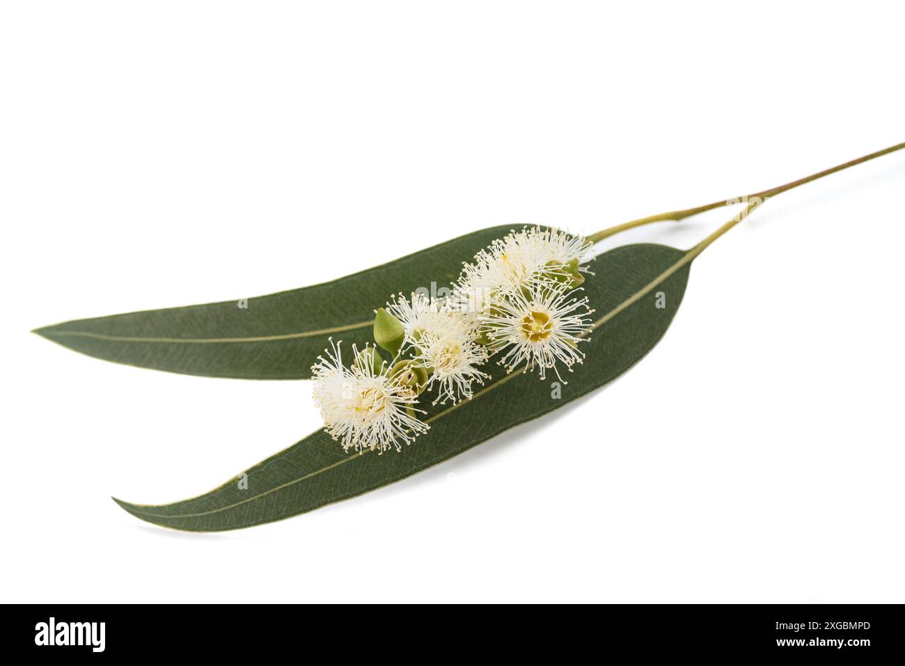 Fiori di eucalipto isolati su sfondo bianco Foto Stock