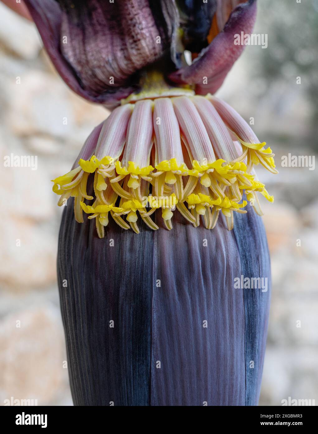 Fiori di banana su sfondo sfocato Foto Stock