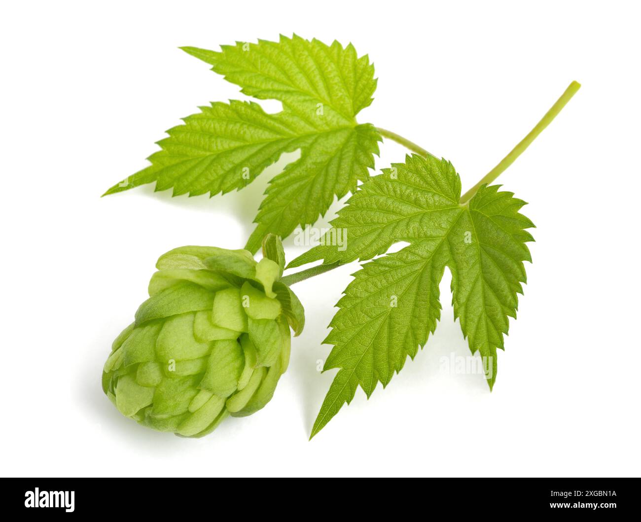 Ramoscello con foglie e fiori isolati su un terreno bianco Foto Stock