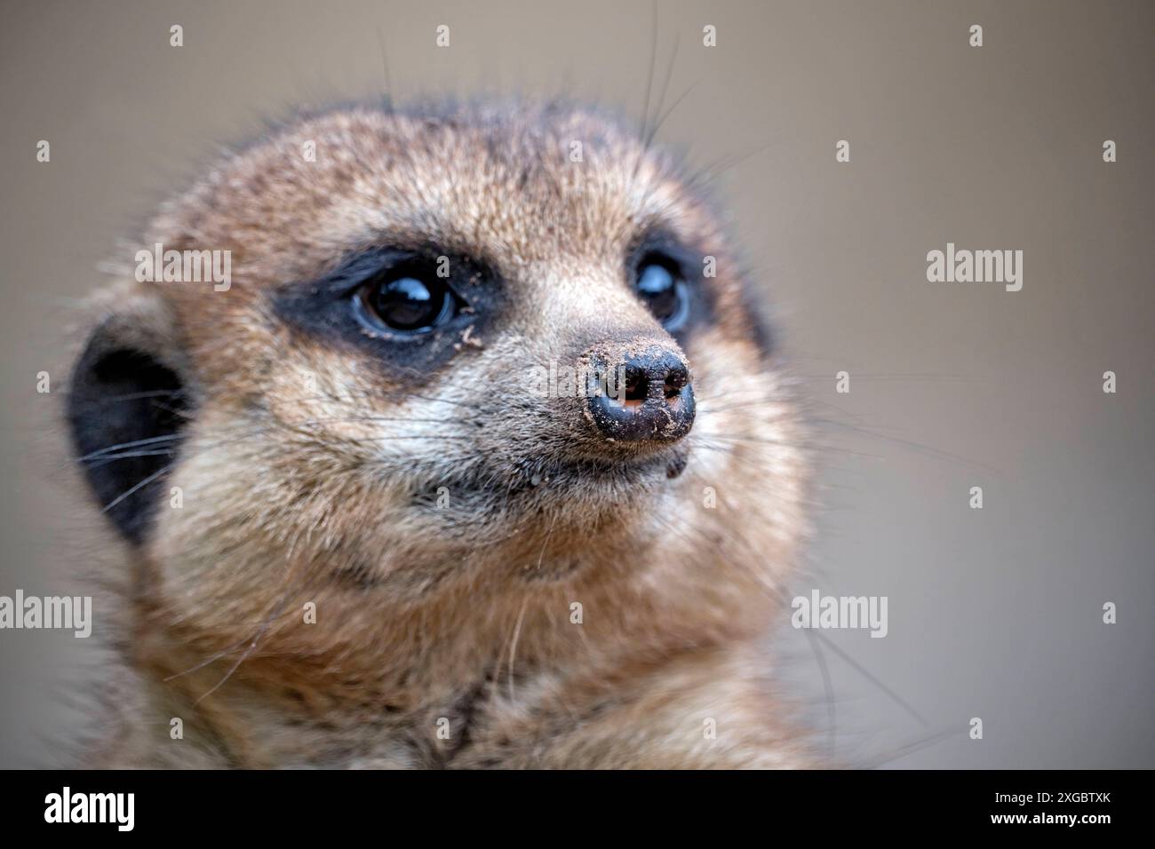 Erdmännchen Suricata suricatta . Erdmännchen Suricata suricatta im Zoo Leipzig. 20240605MIC1096 *** Meerkat Suricata suricatta Meerkat Suricata suricatta presso lo zoo di Lipsia 20240605MIC1096 Foto Stock